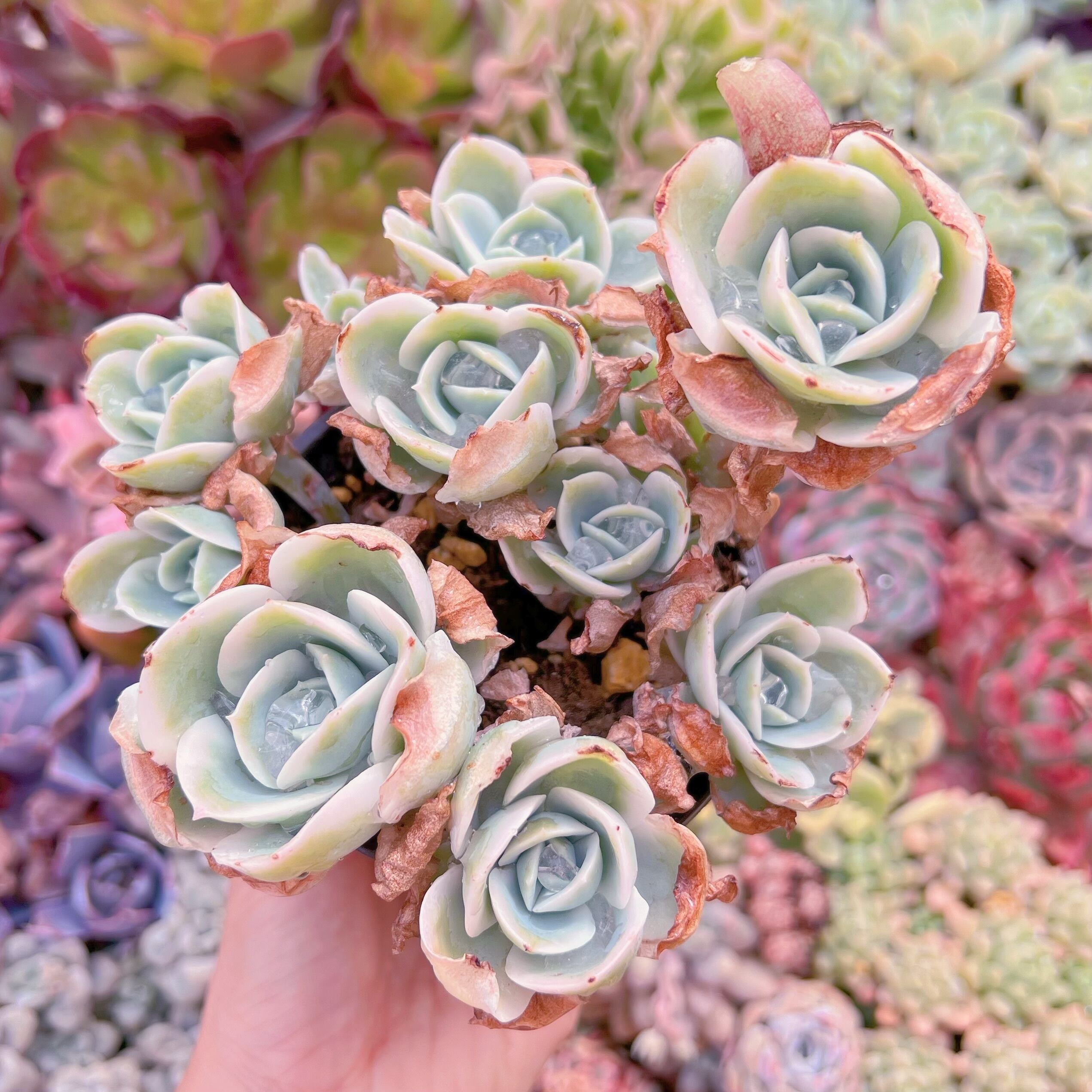 現品　レモンローズ錦#653　大群生　新入荷　るる農園