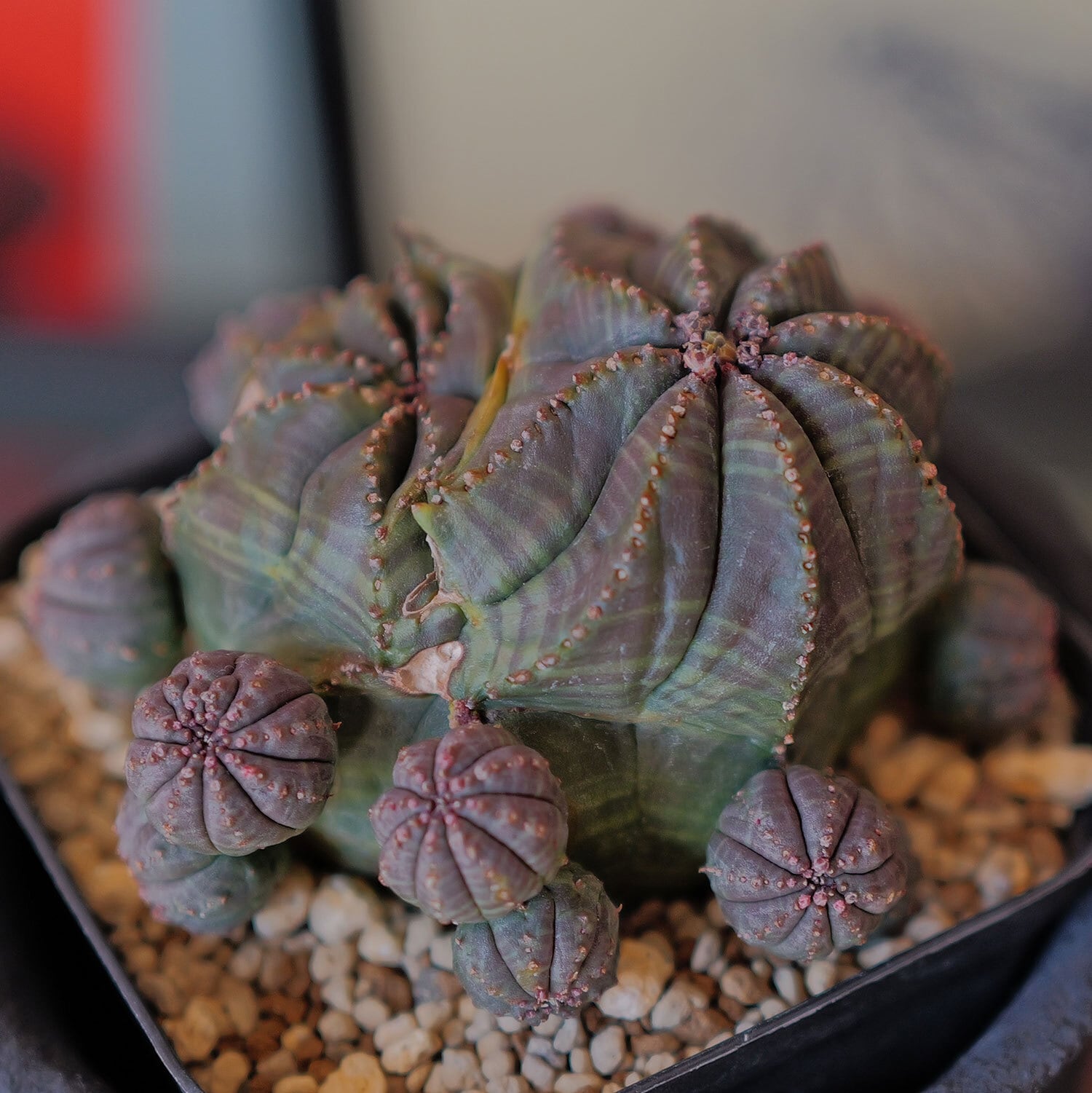 モンスト オベサ (綴化) | LIGHTHOUSE.PLANTS - 海外実生株のオベサ