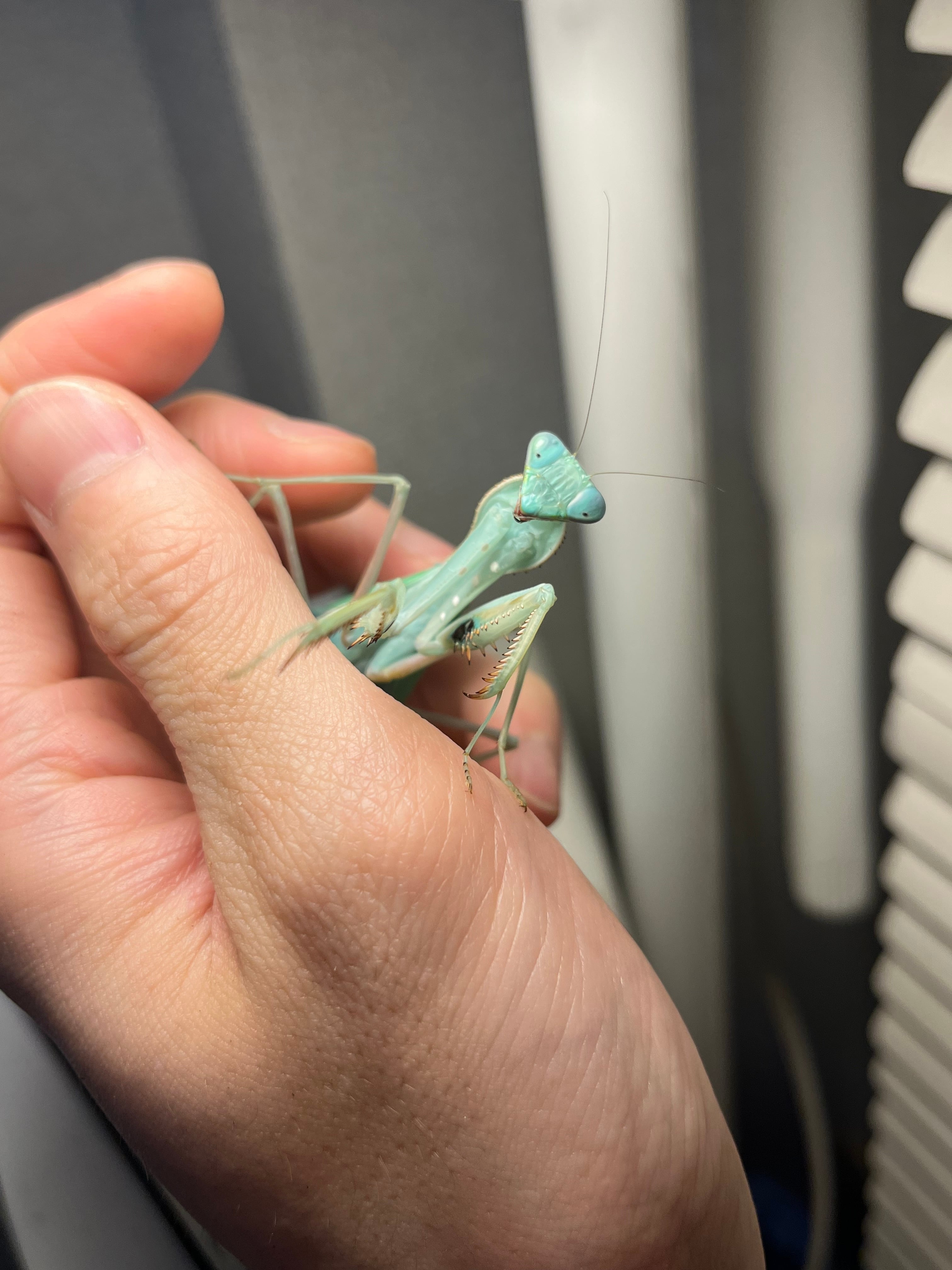 極美翡翠】コンゴグリーンマンティス生体成体♀ カマキリ いきもの大
