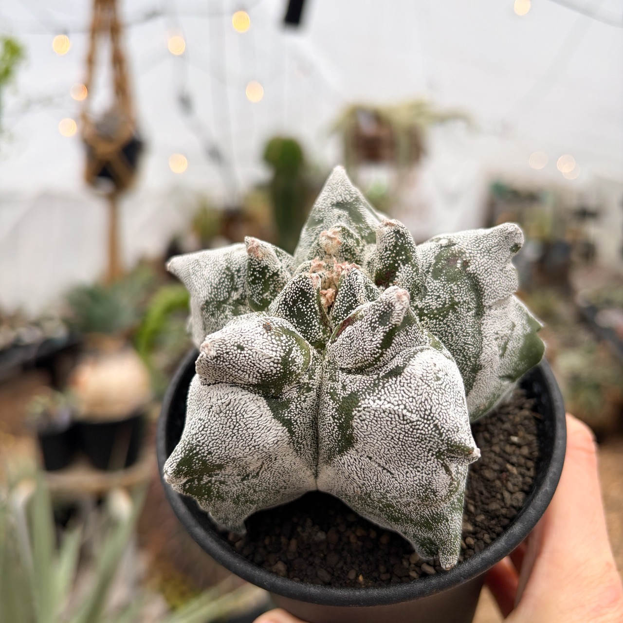 Astrophytum myriostigma【アストロフィツム・亀甲ランポー】