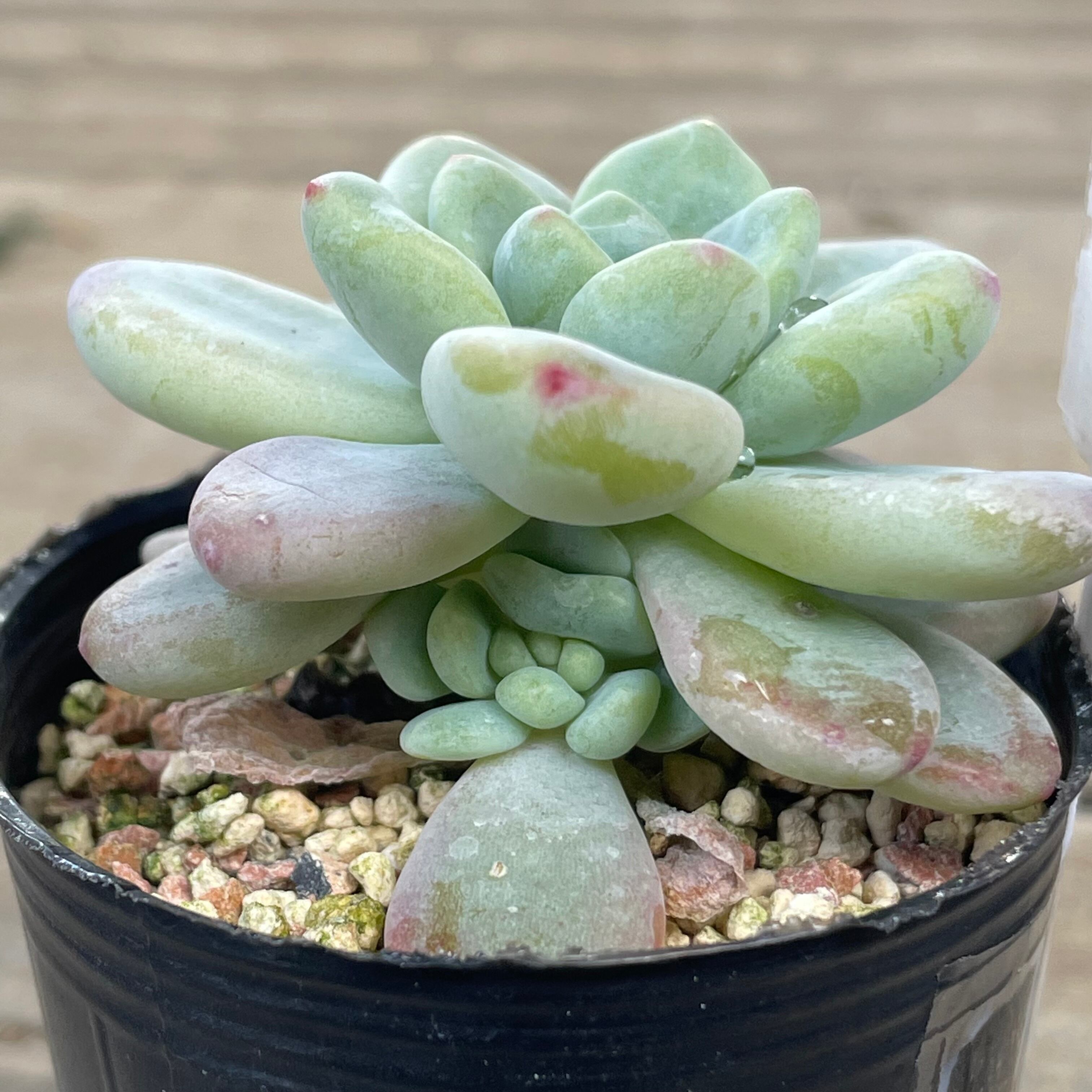 ピンクラウル | RuPo 多肉植物専門店 ピンクラウル | RuPo 多肉植物専門店