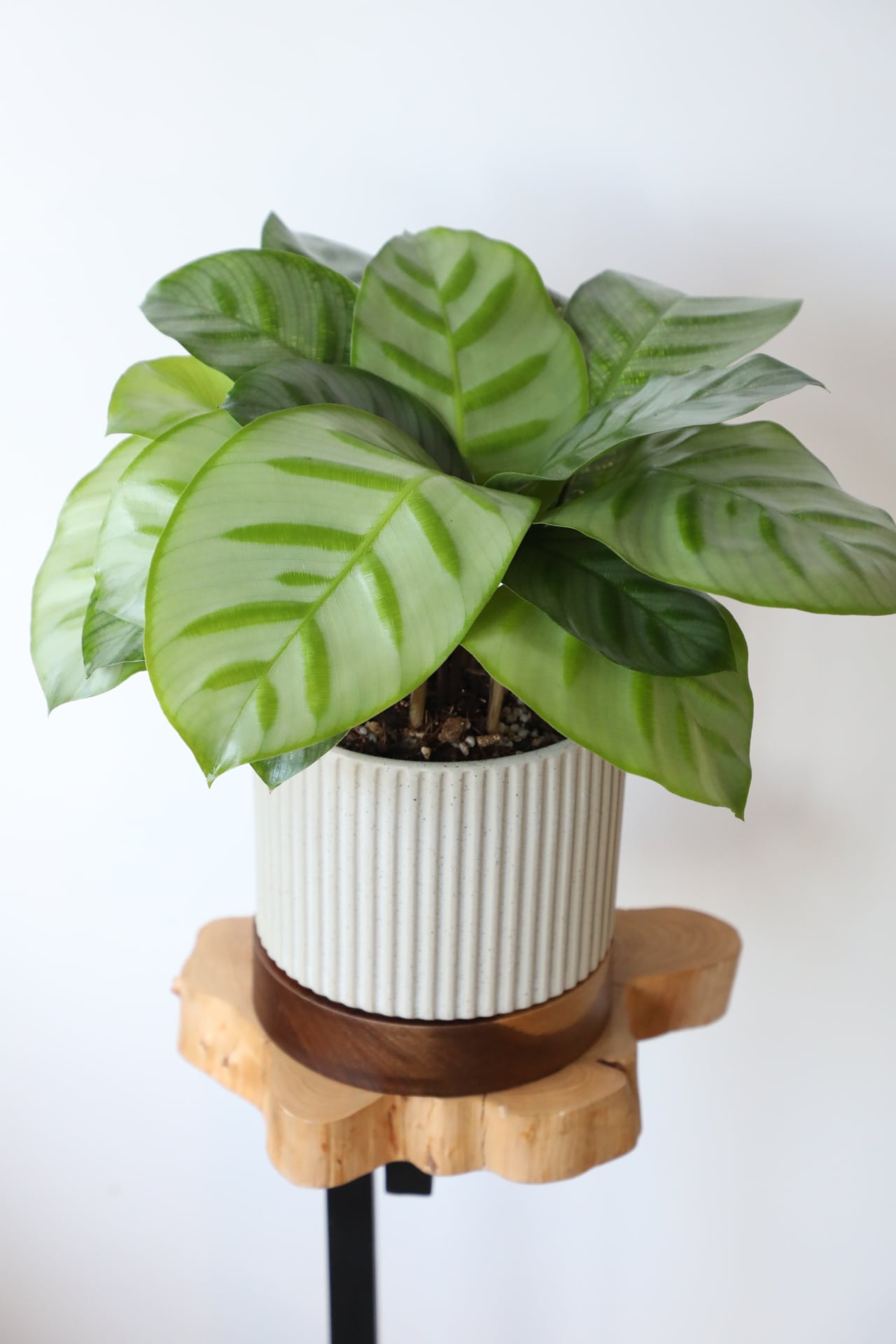 M】カラテア ベラ/Calathea Bella※陶器鉢付き | 【厳選植物・器