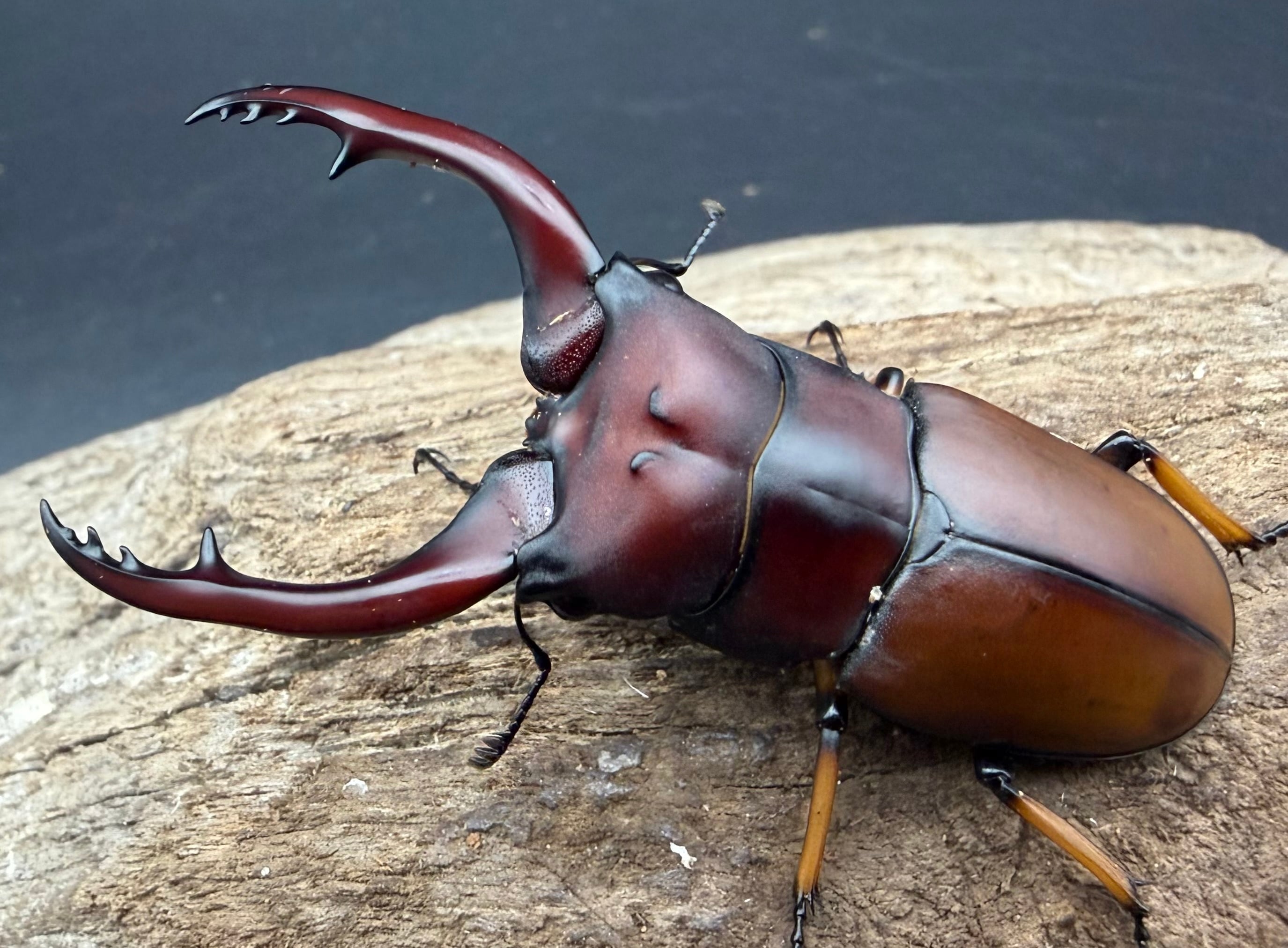 伝説の七節】ロードハウナナフシに酷似のトゲアシフトナナフシオバケ