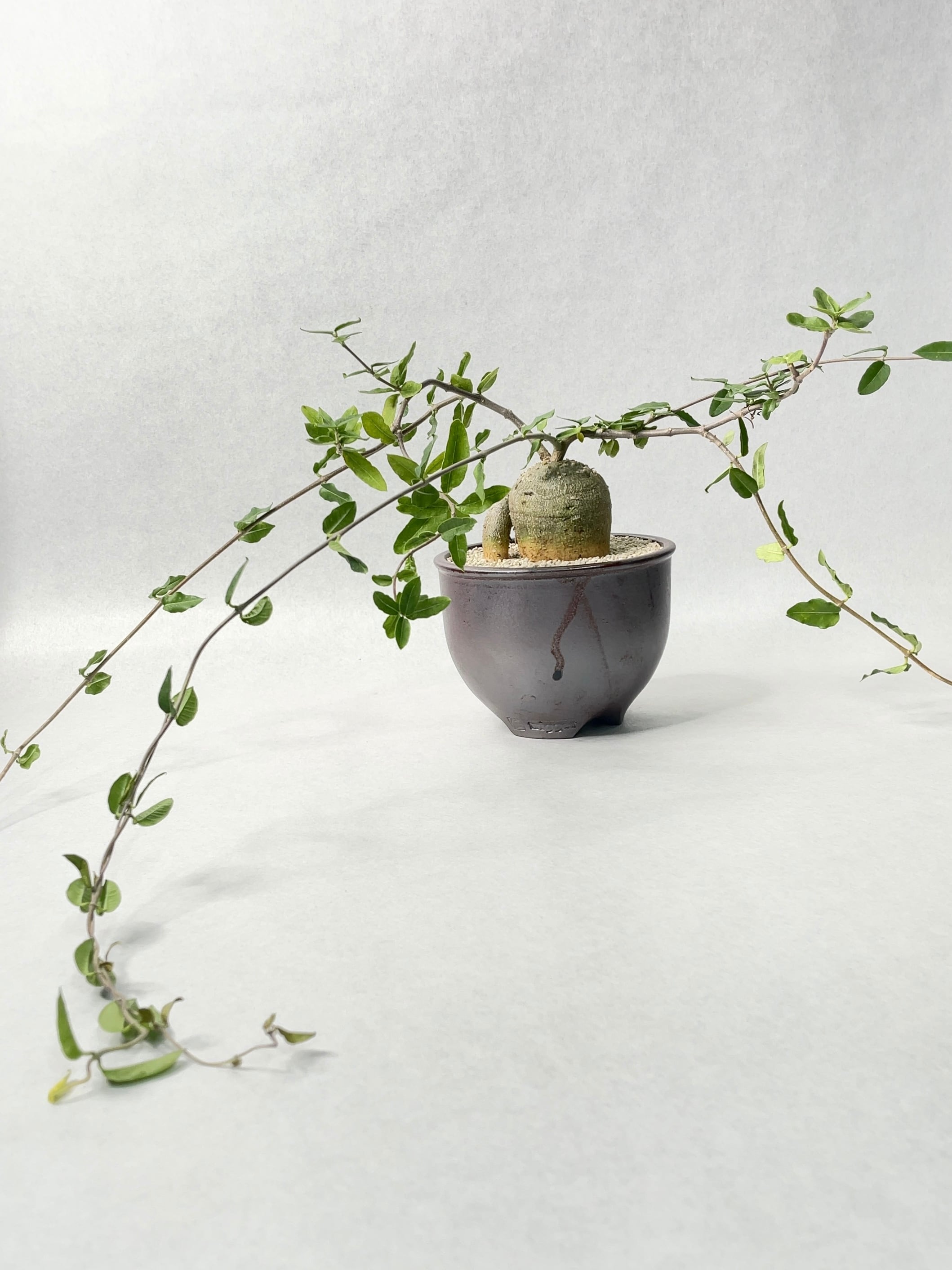 フォッケア・エデュリス | trigger