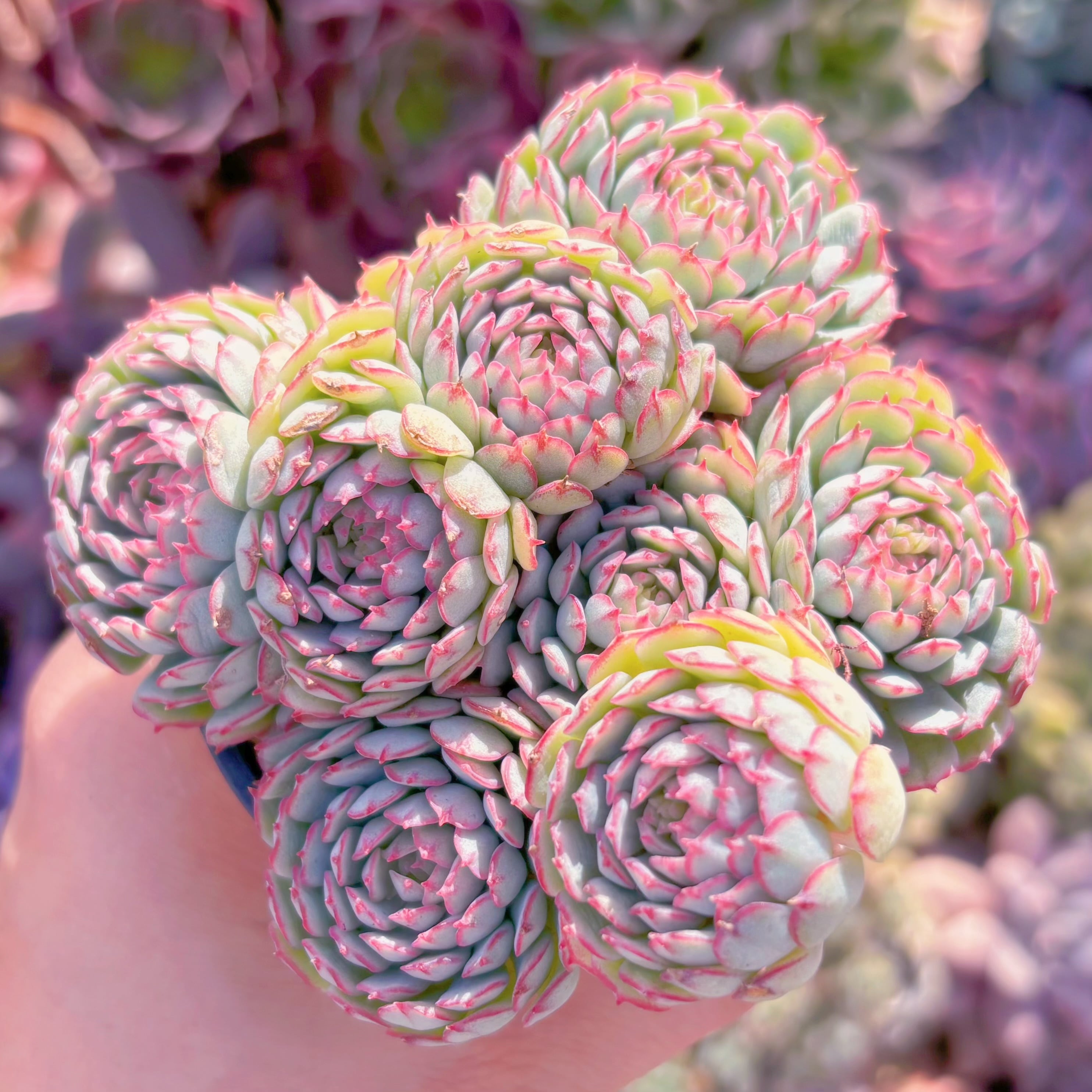 現品　グロブローサx静夜#689   るる農園