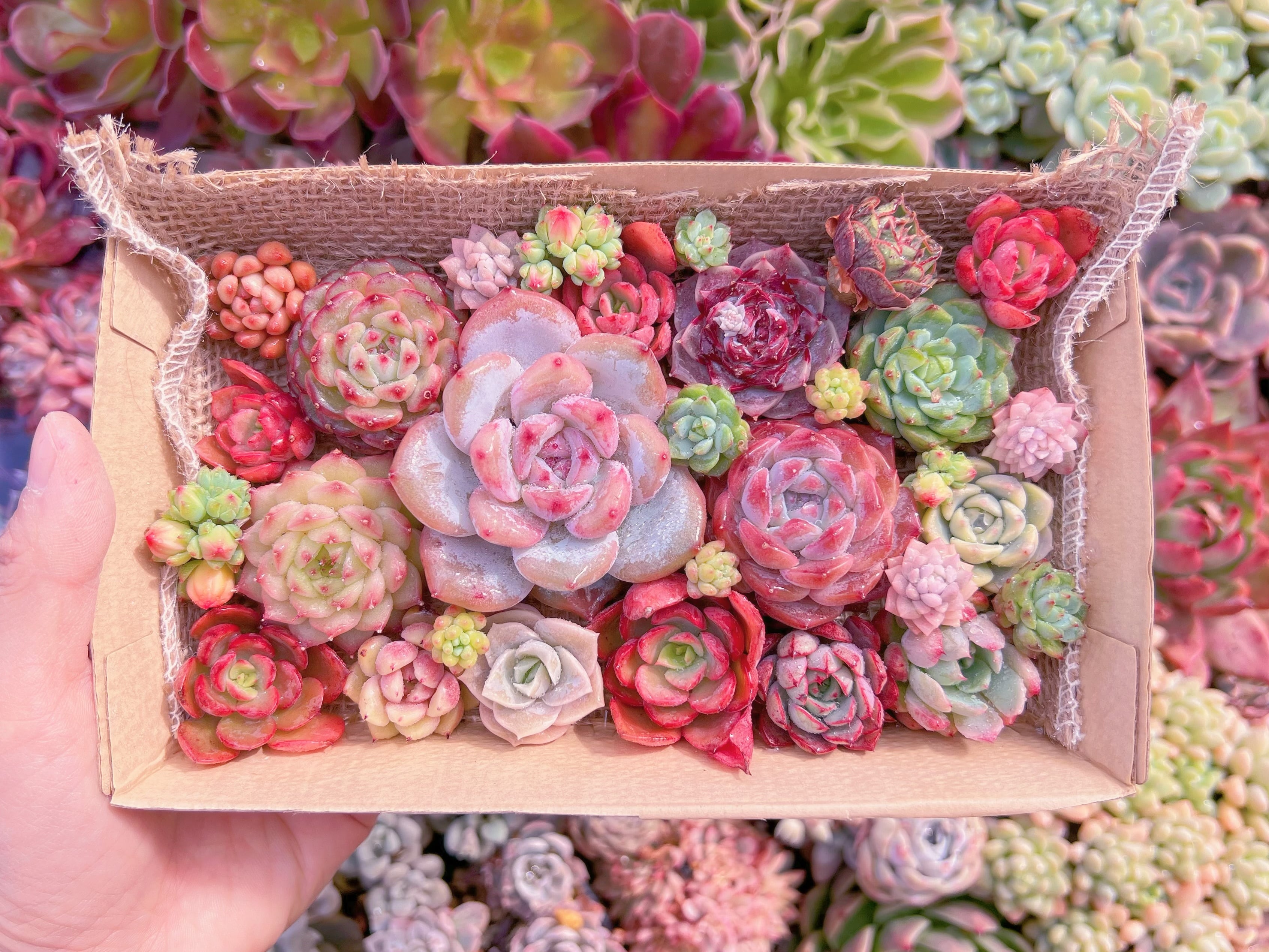 現品　寄せ植えセット#533　12cmx20cm　るる農園