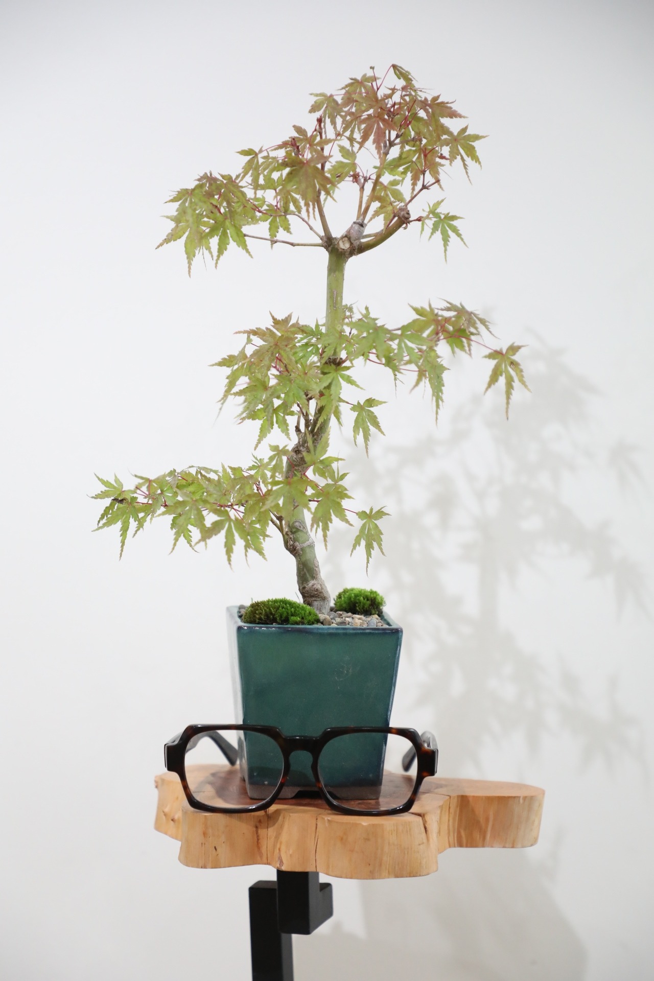 【M】モミジ 盆栽 樹齢15年/Japanese maple bonsai