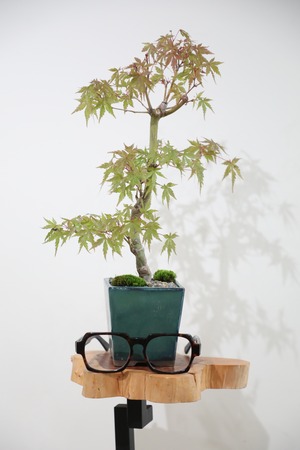 【M】モミジ 盆栽 樹齢15年/Japanese maple bonsai