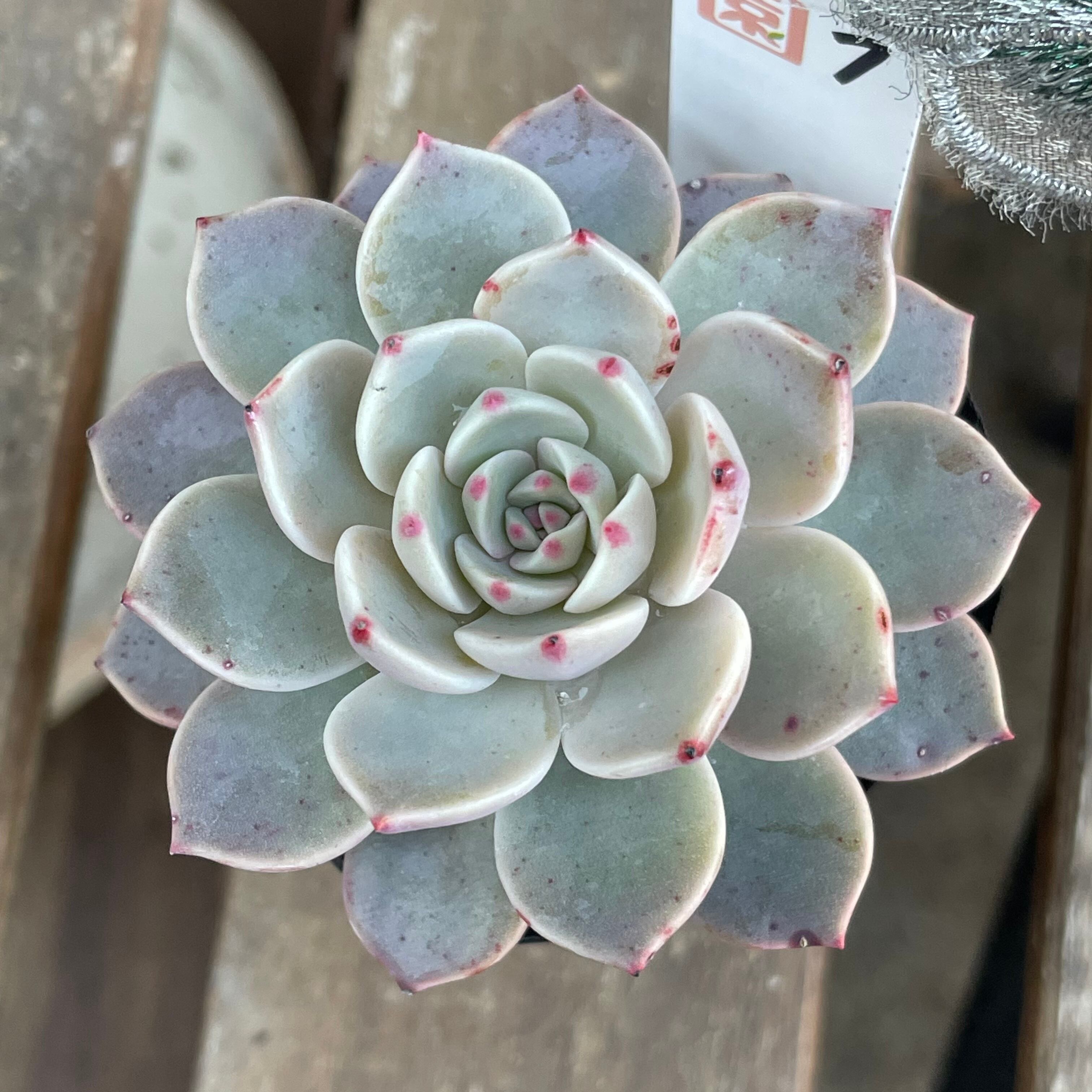 モチェラ | RuPo 多肉植物専門店