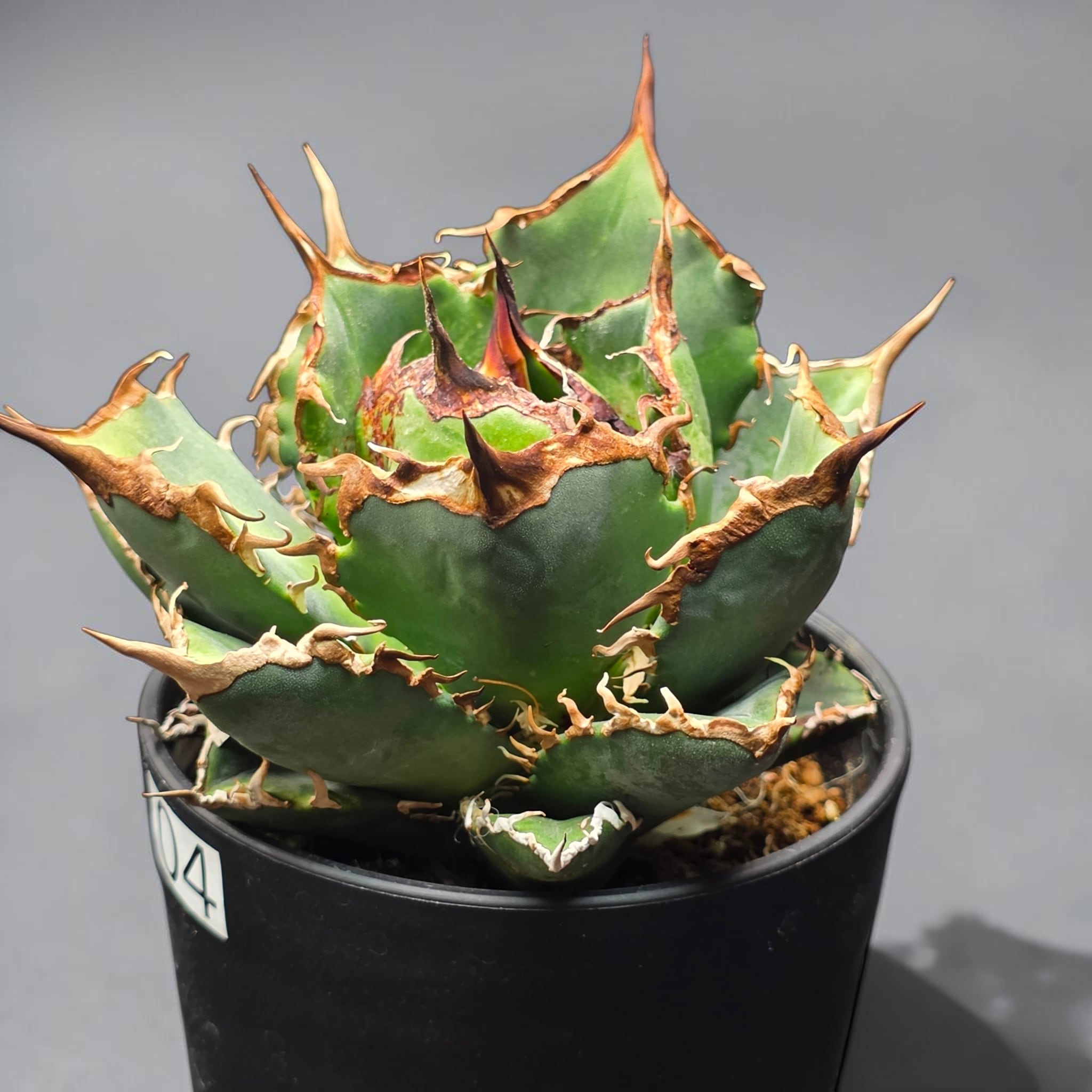 アガベ　チタノタ　オテロイ　阿修羅　コンパクト　極上株　1 アガベ チタノタ 阿修羅 (Agave titanota 'Asura') | BRIDGE GARDEN