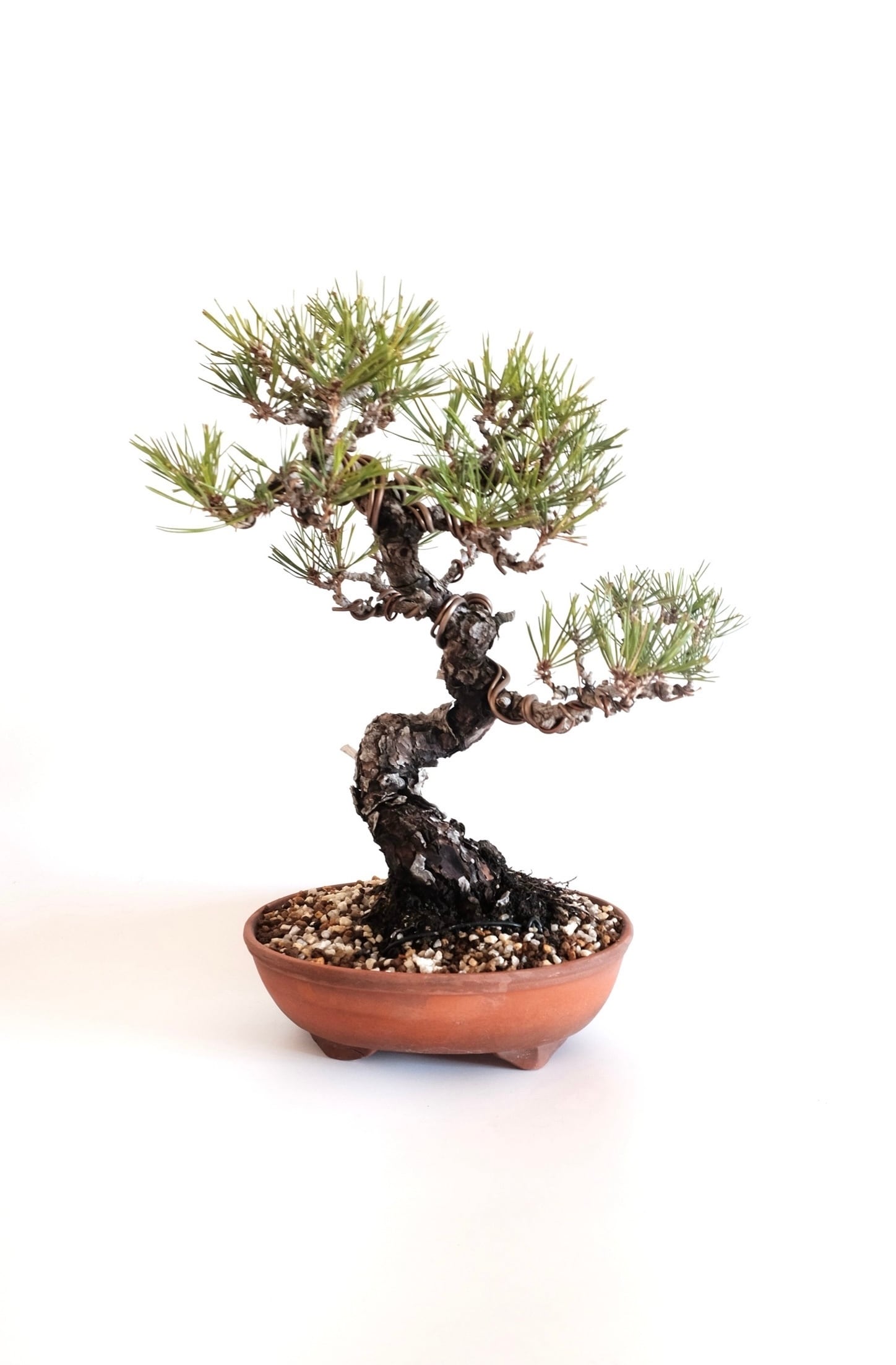 12. 赤松 Akamatsu (Red pine) | BONSAI CLUB TOKYO