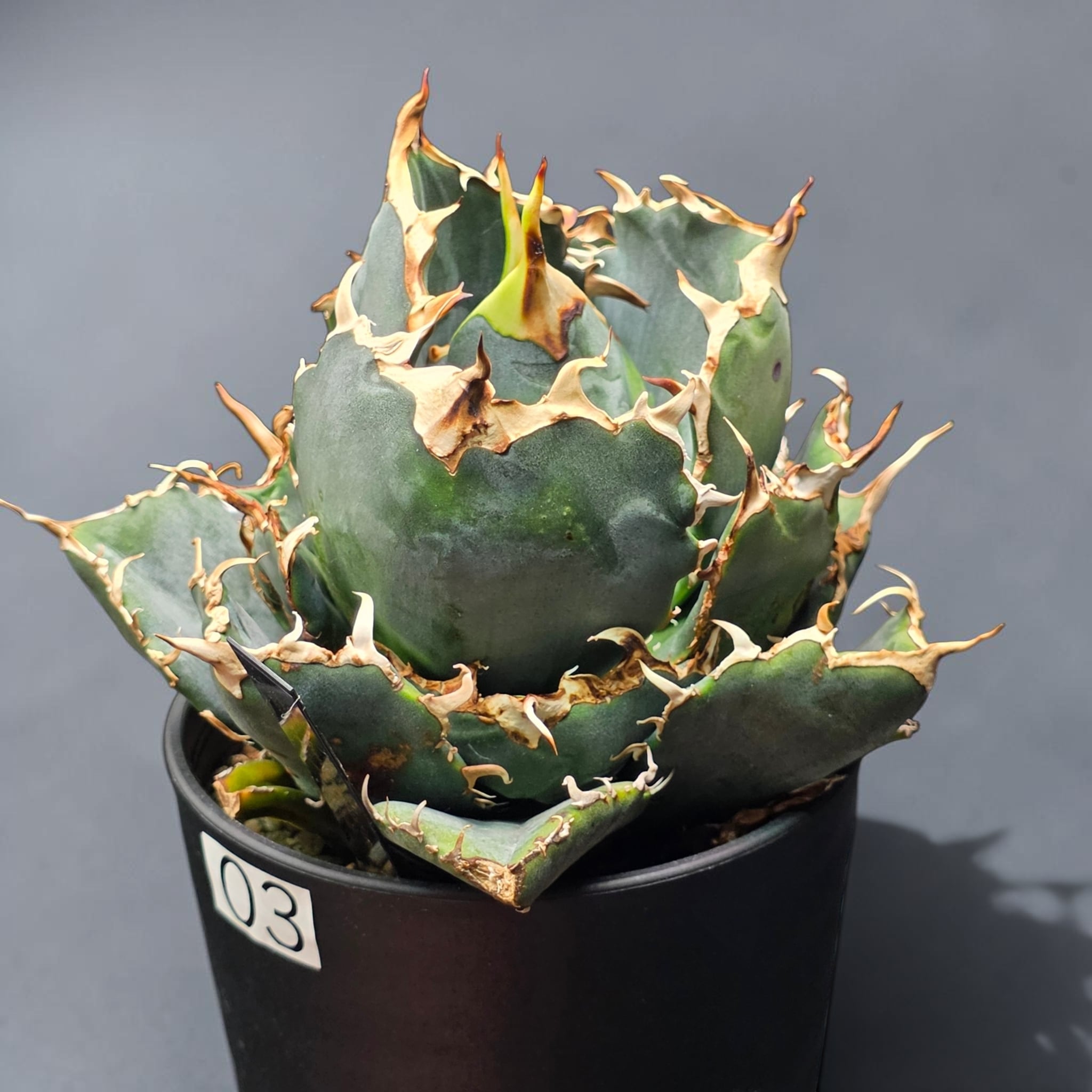 アガベ チタノタ 白鯨 (Agave titanota 'Hakugei') | BRIDGE GARDEN