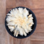 Lophophora diffusa【ロフォフォラ・デフューサ・HD-01】