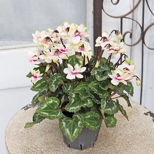   Arcadia 花柄　4枚セット27cm クリアファイル｜3ポケットクリアホルダー＜A4＞ 花柄(35486006