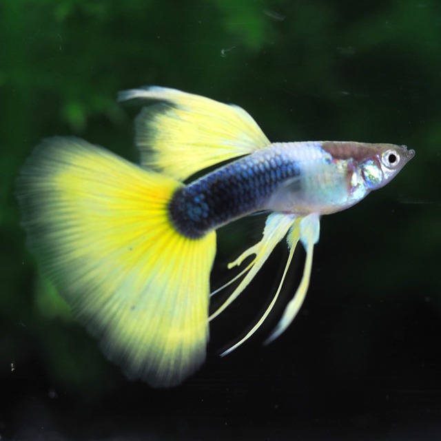 【現物】種親Taxiリボン　1カルテット＋おまけ１ペア