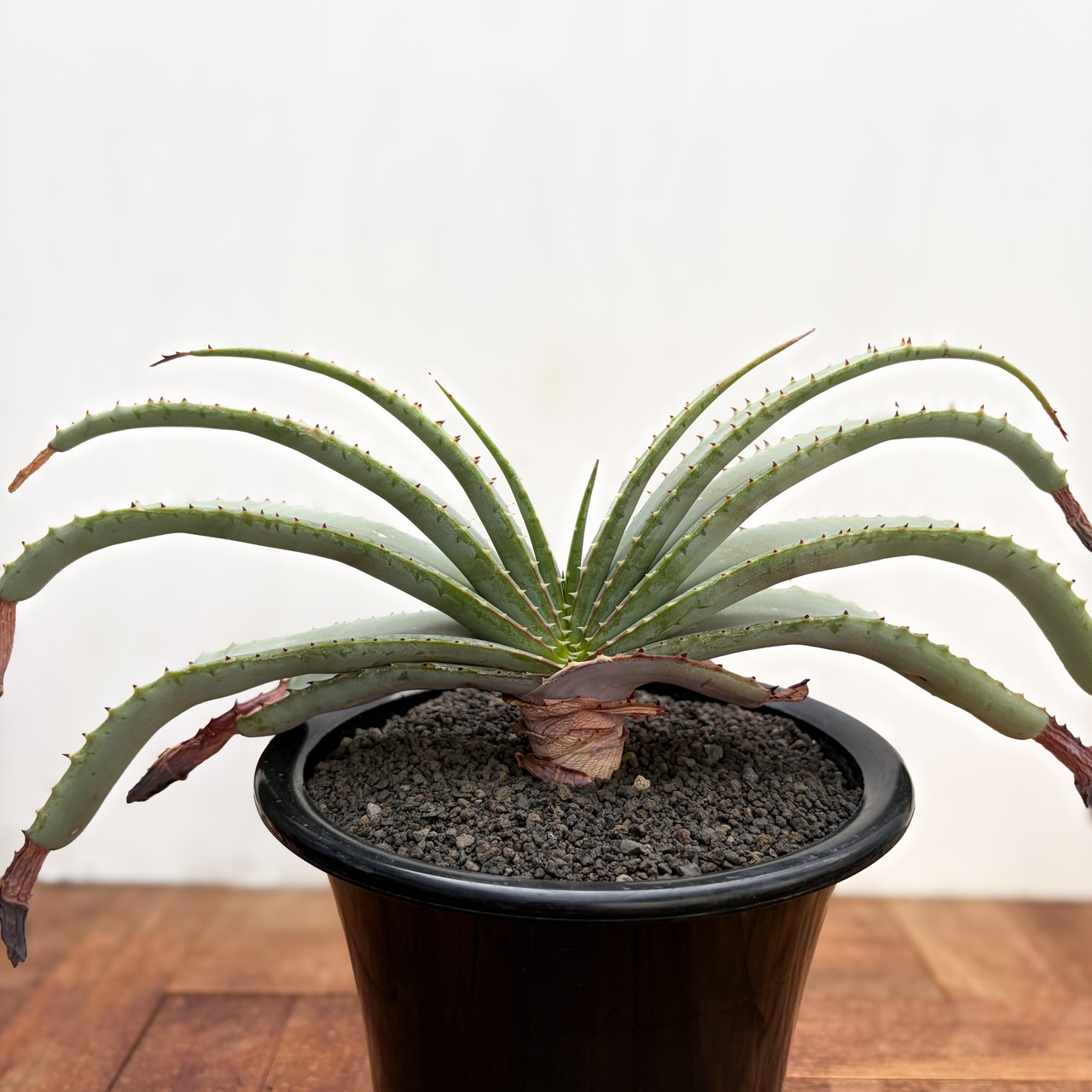 Aloe suprafoliata【アロエ・スプラフォリオラータ】