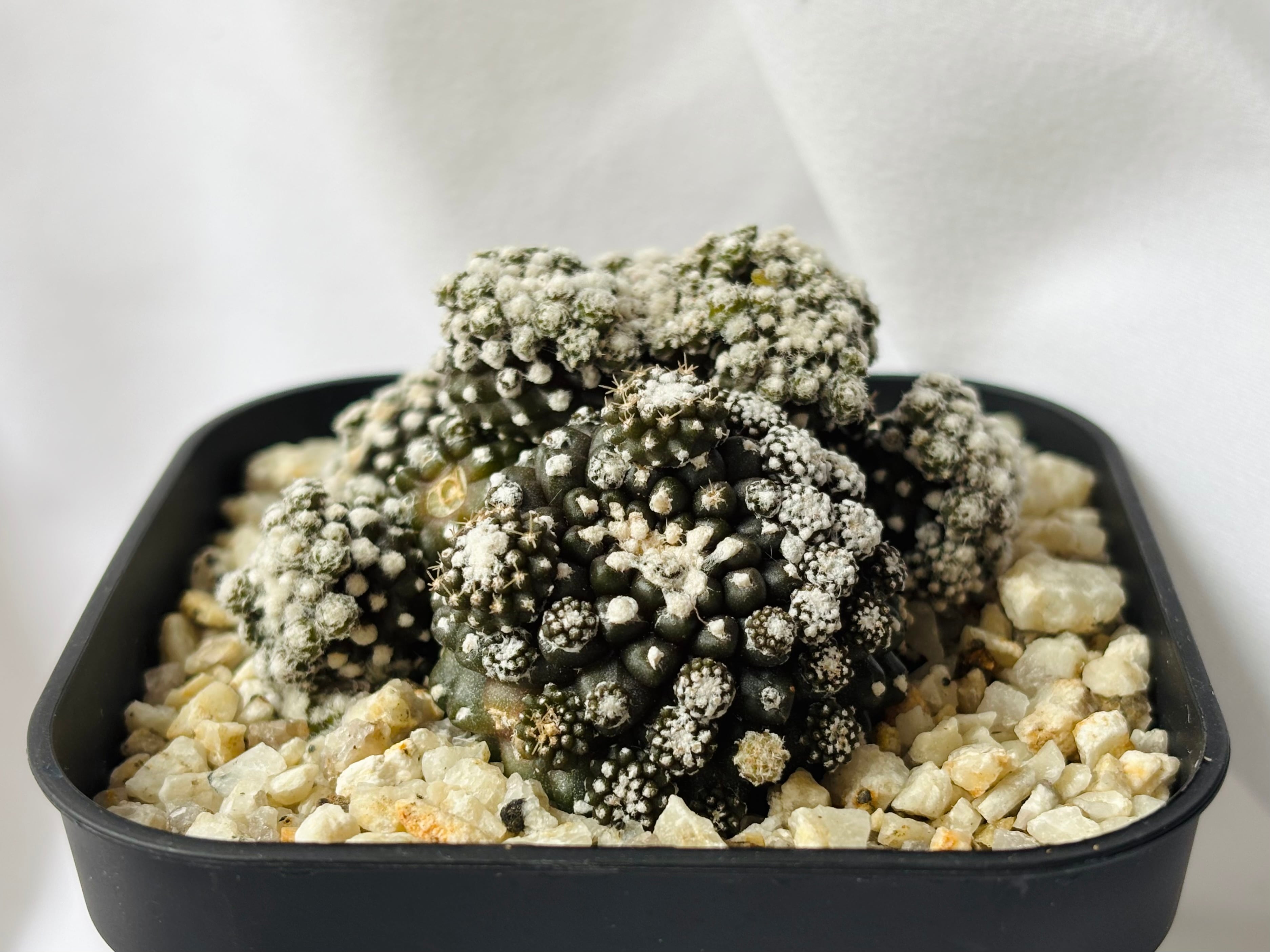 Copiapoa Tenuissima コピアポア テヌイシマ 魚鱗玉 サボテン