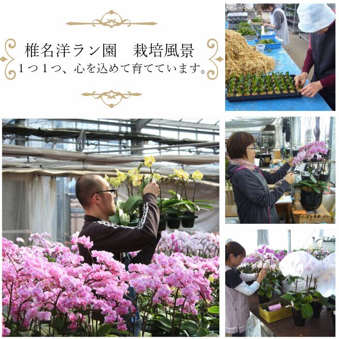 マイクロ胡蝶蘭 1本立 2.5号 『カプセル入り』 | Tokyo small gift