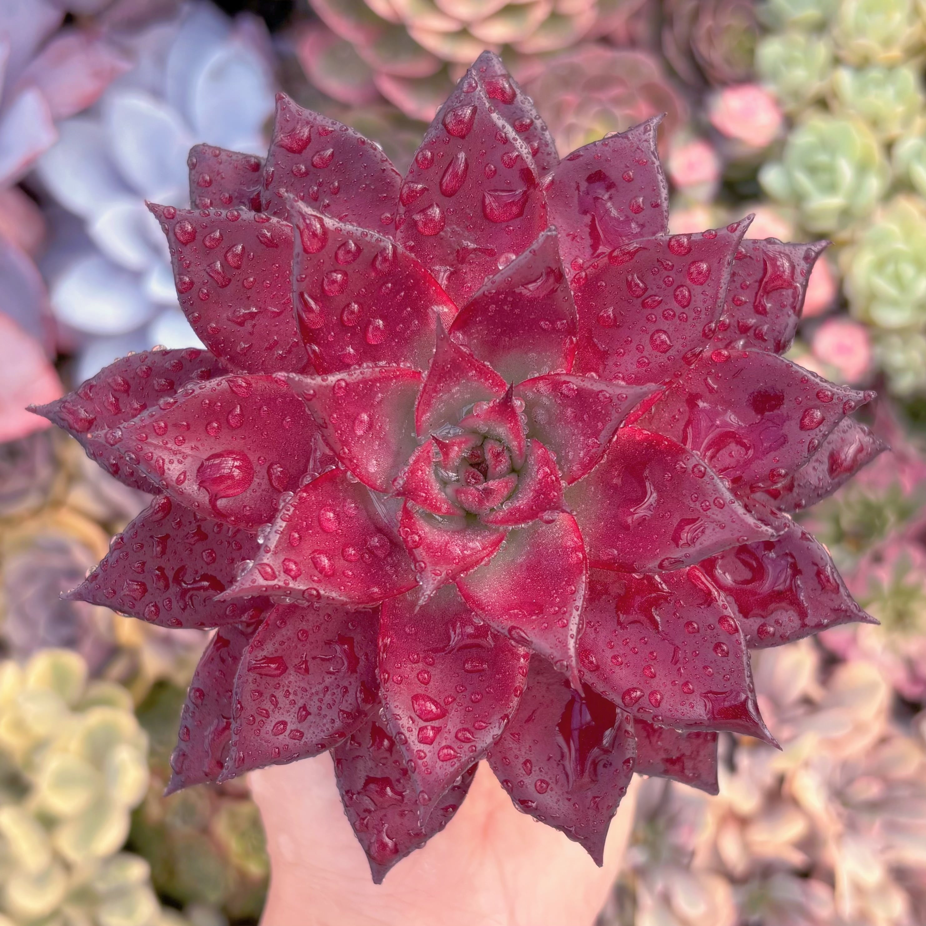 現品　ロメオルビン#232　超美苗　るる農園