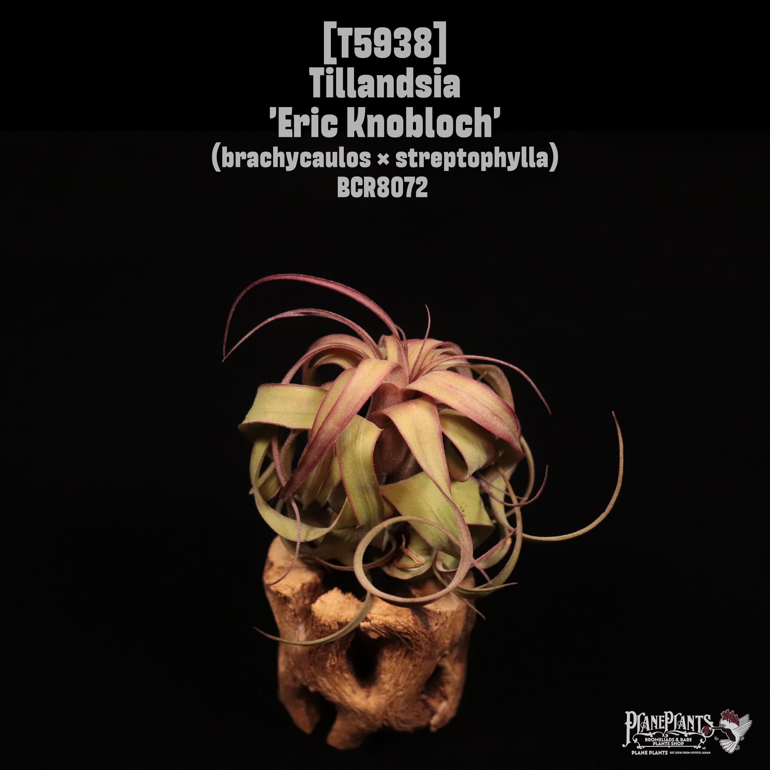 Tillandsia 'Eric Knobloch'〔ティランジア〕T5938