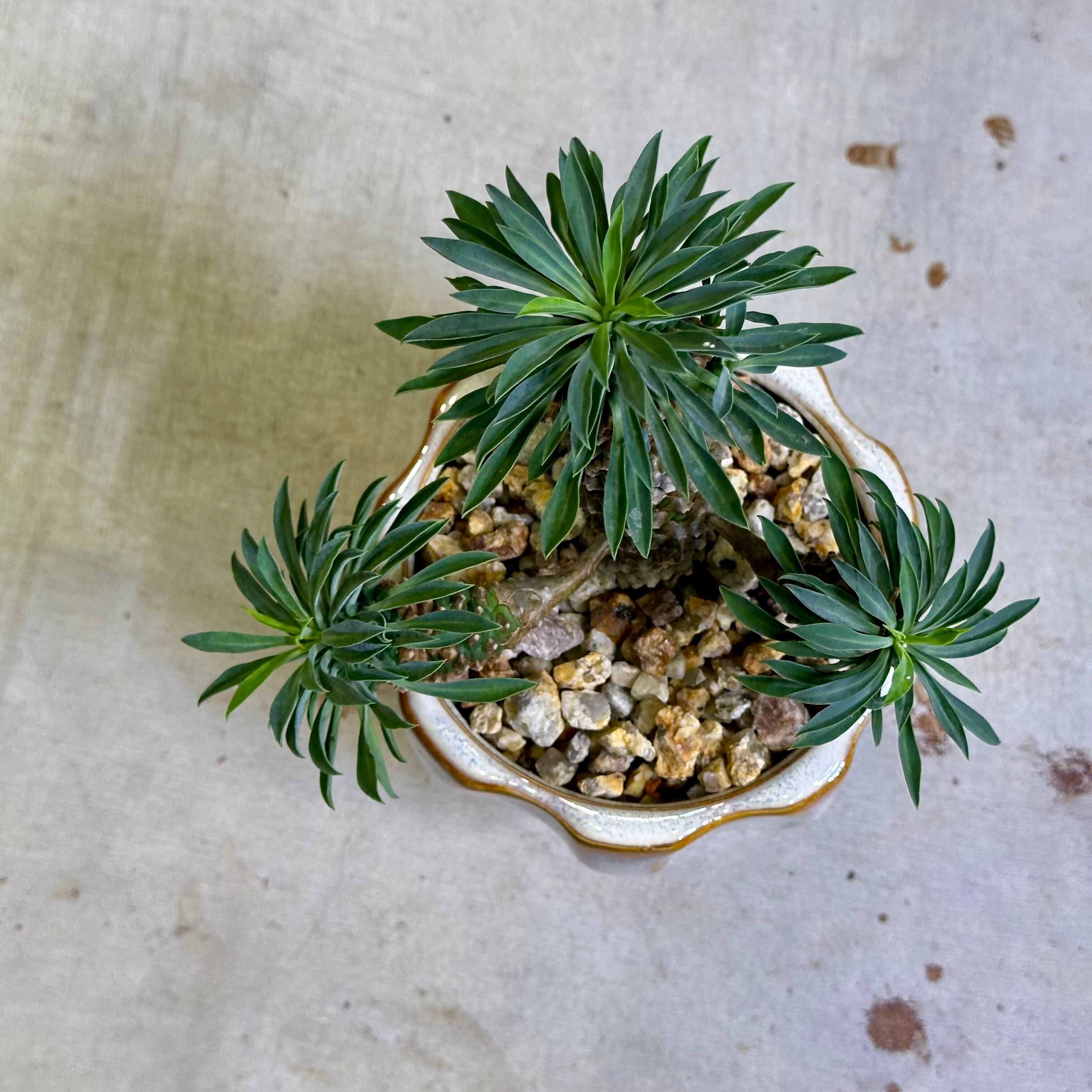 パイナップルコーン（ソテツキリン） | barrelplants_BONSAI