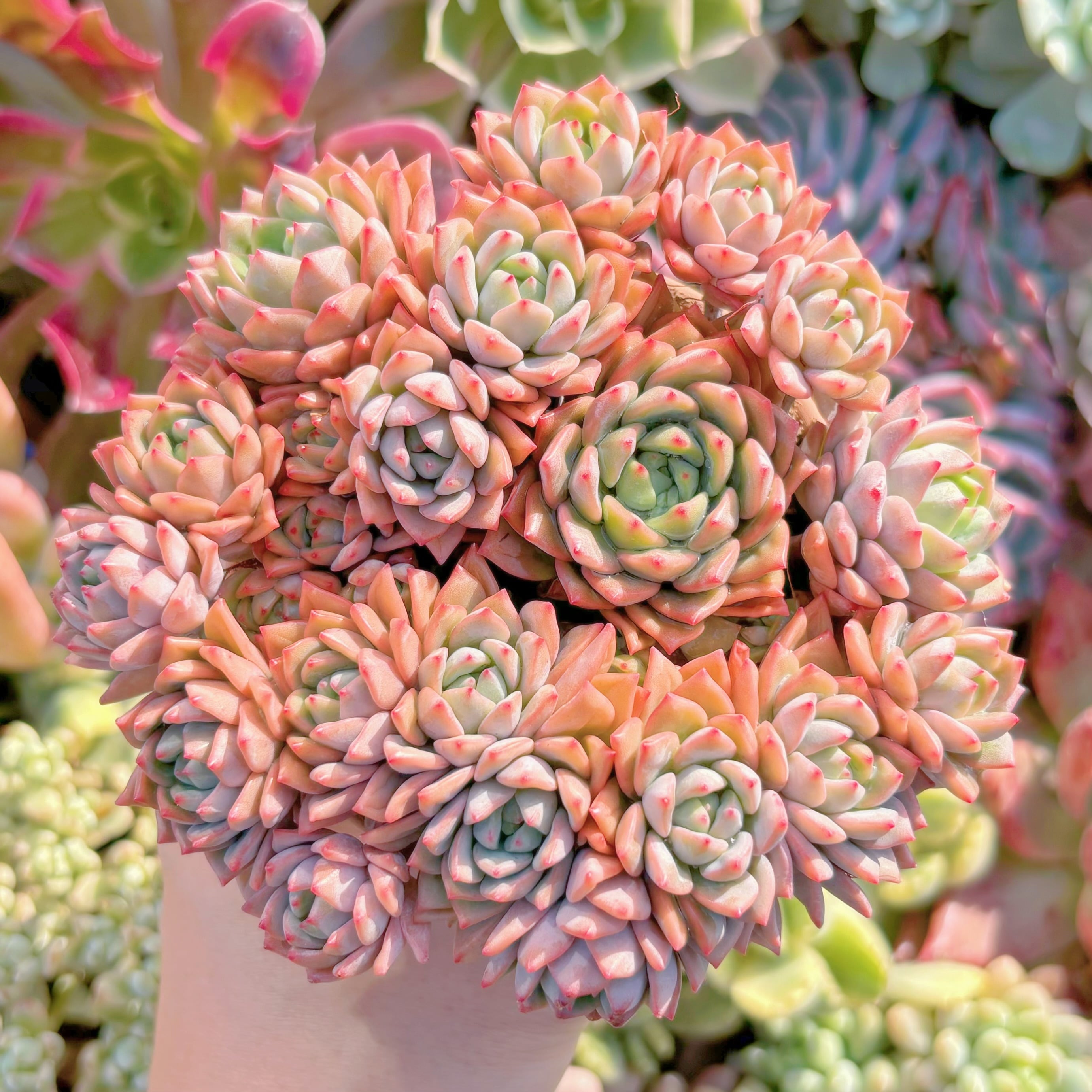 多肉植物　沙羅姫蓮華　新入荷　るる農園