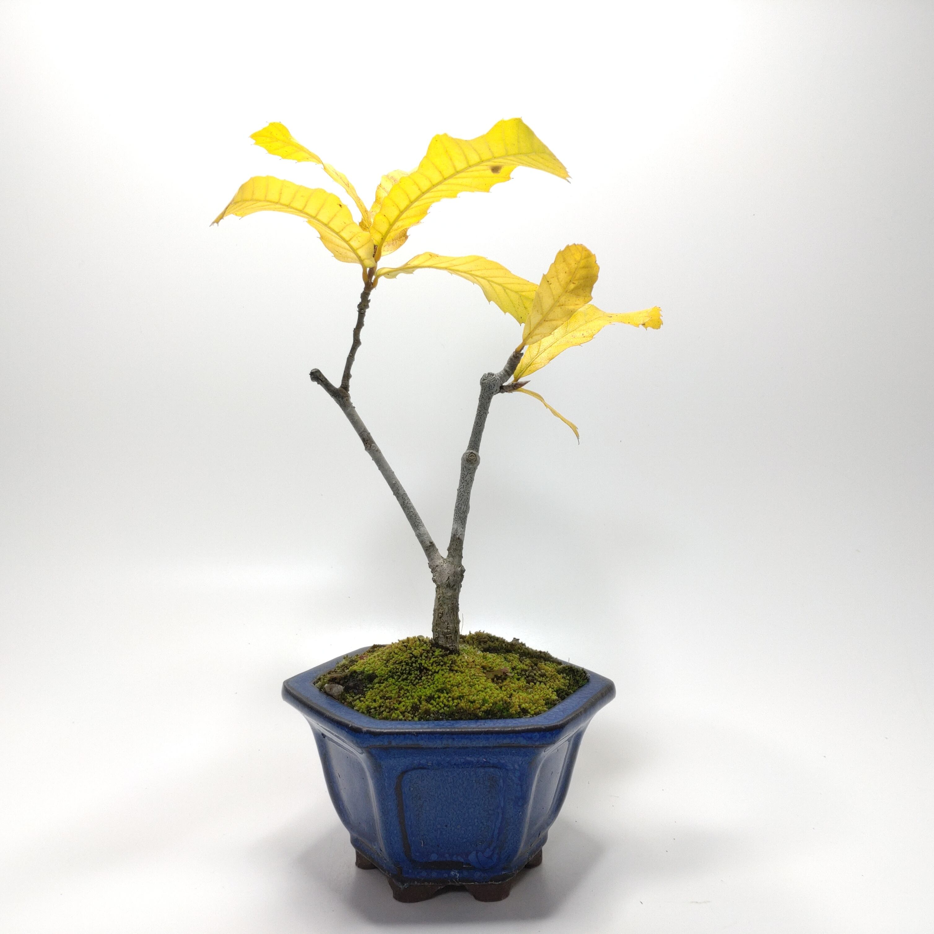 櫟（クヌギ）盆栽 SS001 | 盆栽創【Bonsaisou】