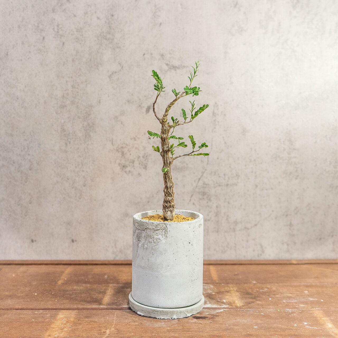 質感の良い手作りモルタル鉢で仕立てた良型センナ・メリディオナリス。インテリアグリーンに【虫発生抑制】