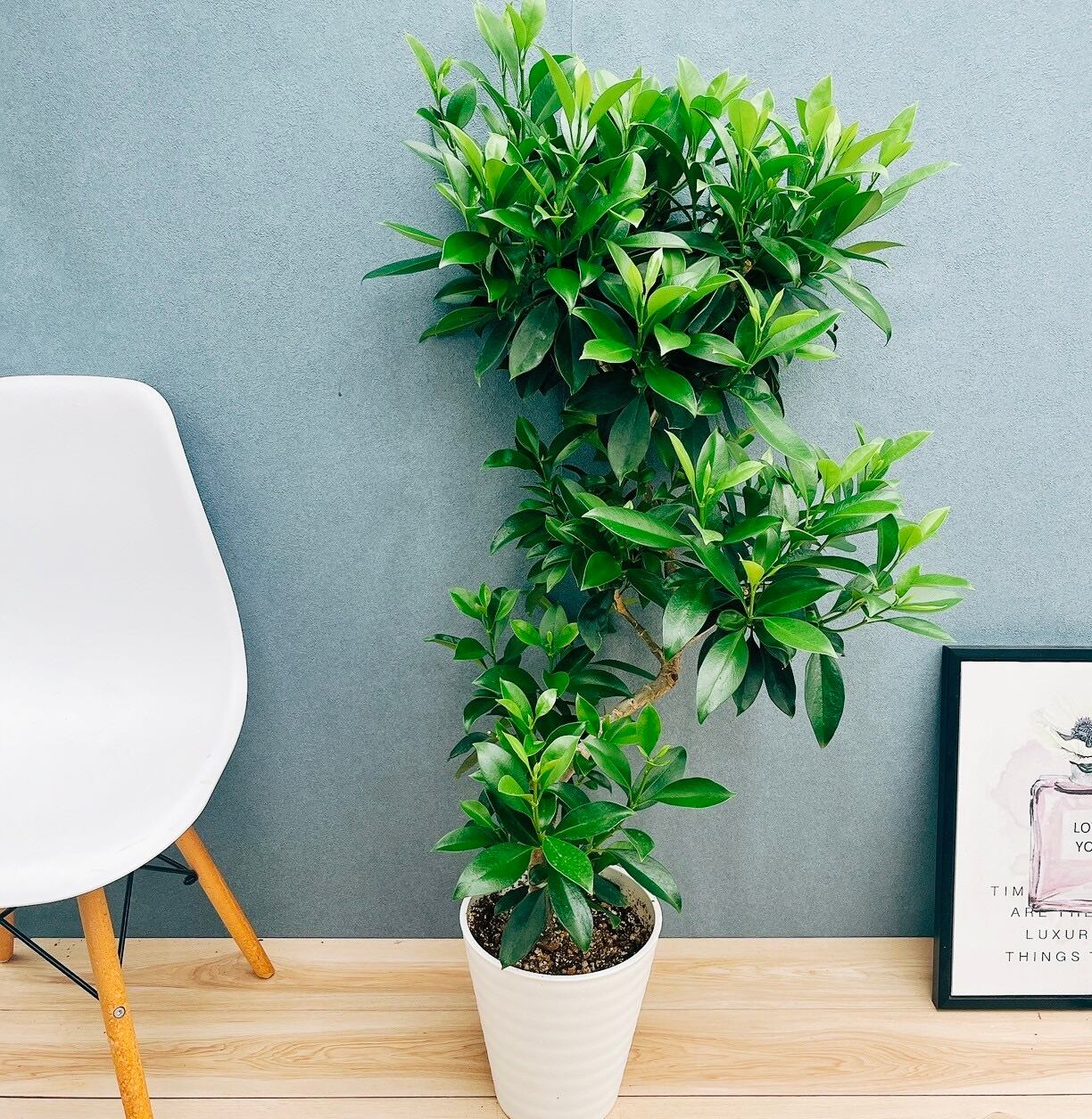 極太幹です！ “ボトルツリー” ブラキキトン・ルペストリス | Pay ID