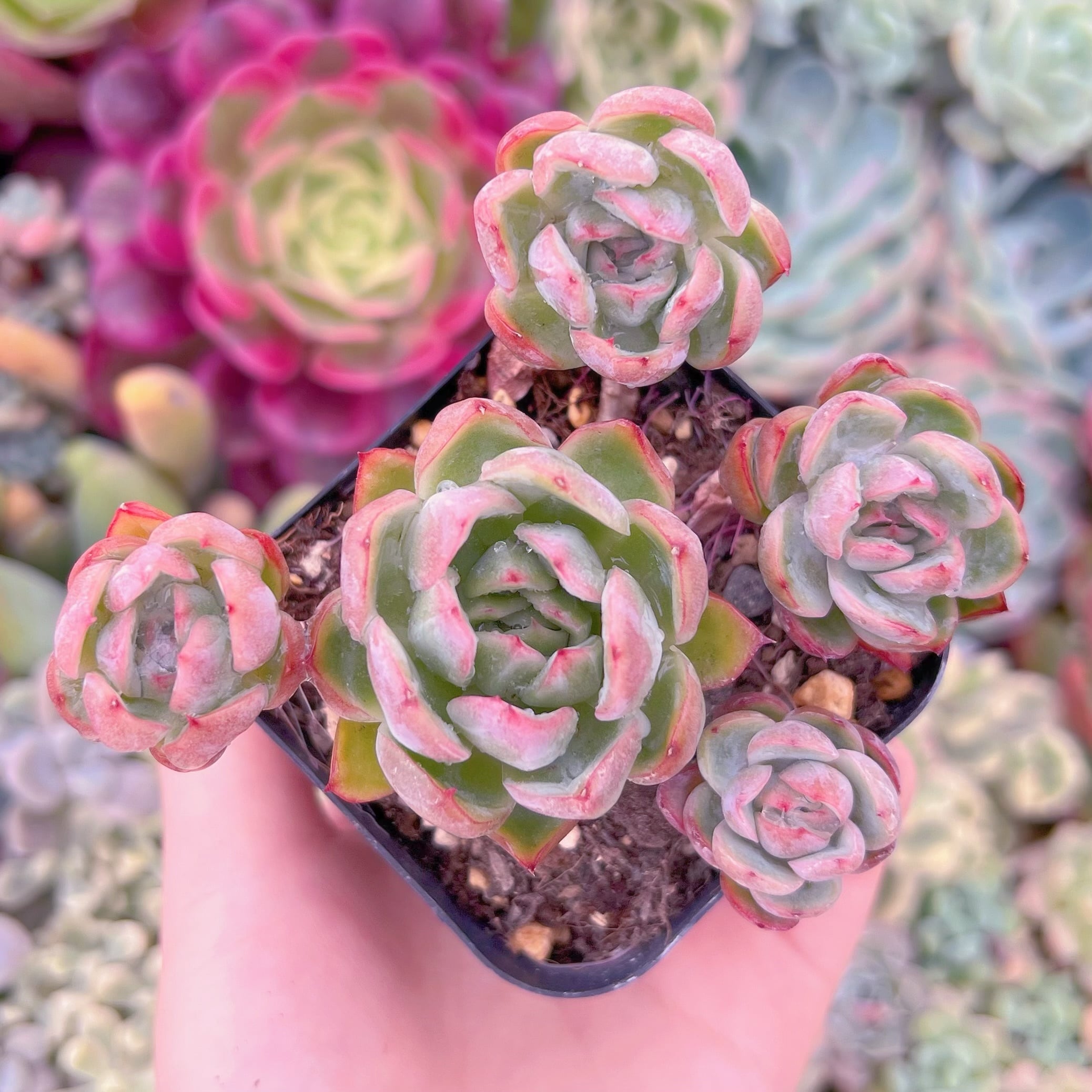 現品　クリームベリーxルビン#2023　群生　古株　るる農園