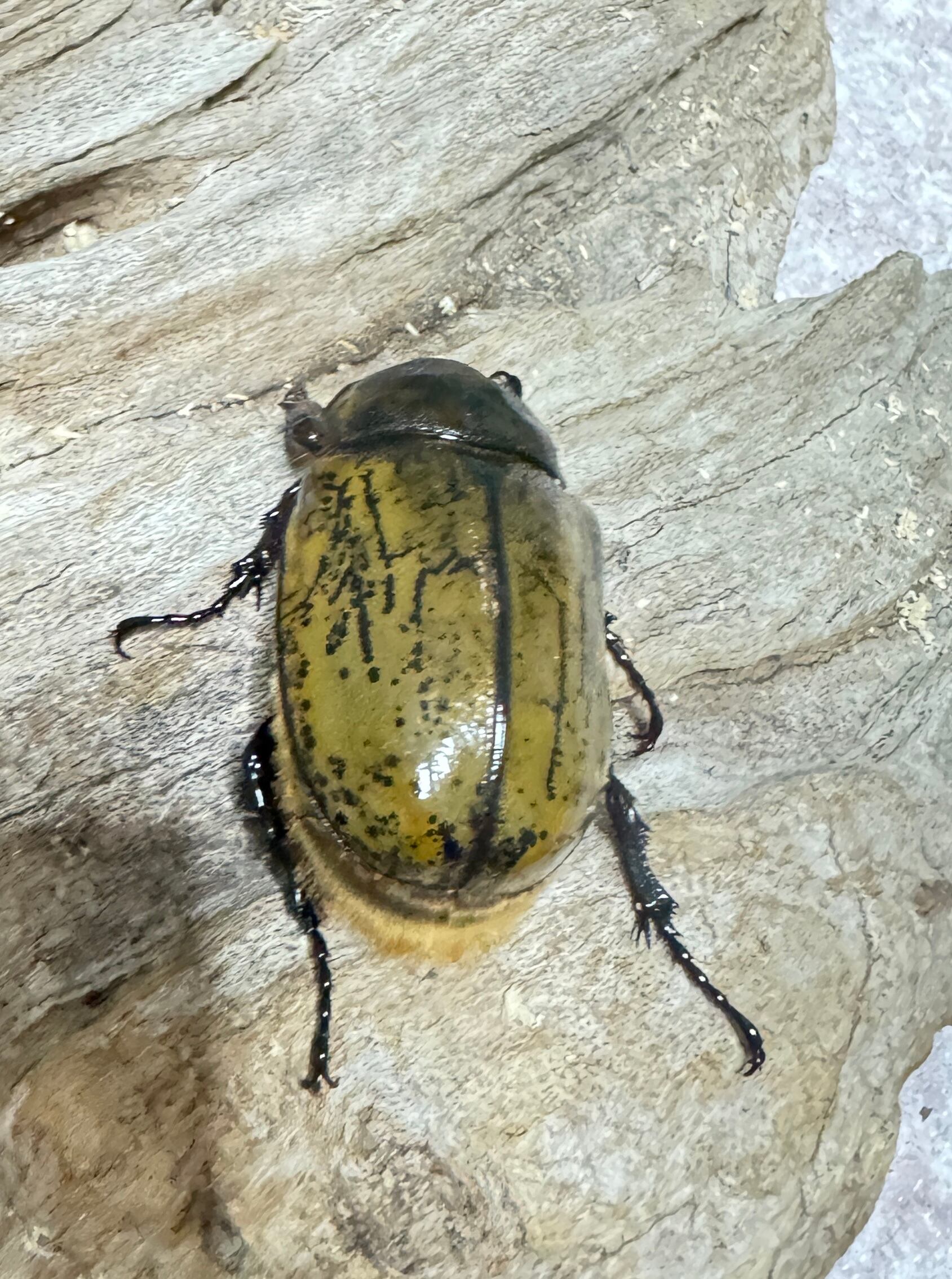 SALE【大型】ヒルスシロカブト ペア 【レア】即ブリ | KUWAGATA-PANDA