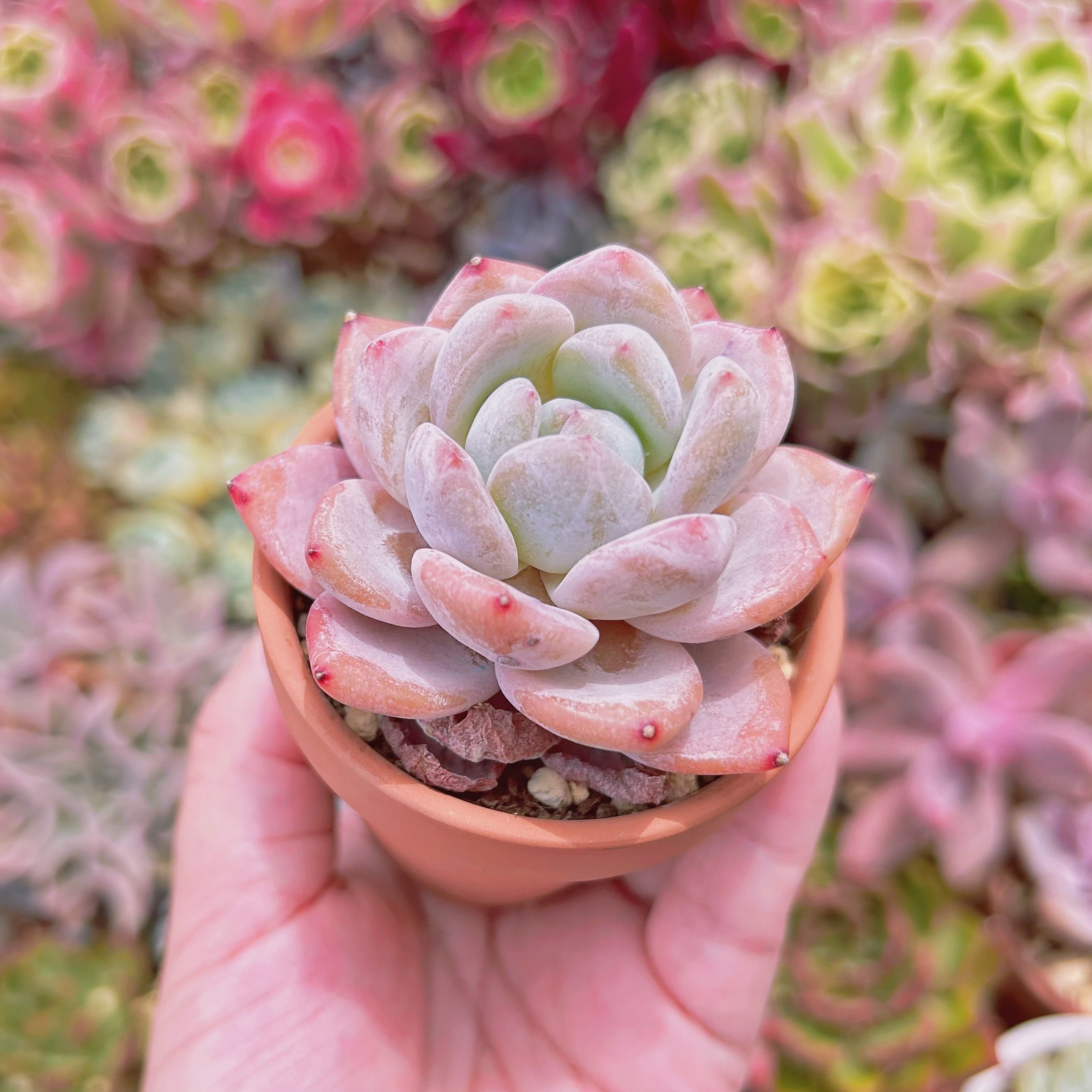 838現物 多肉植物 レッドストーン 抜き苗 | るる農園~多肉植物専門 838現物 多肉植物 レッドストーン 抜き苗 | るる農園~多肉植物専門