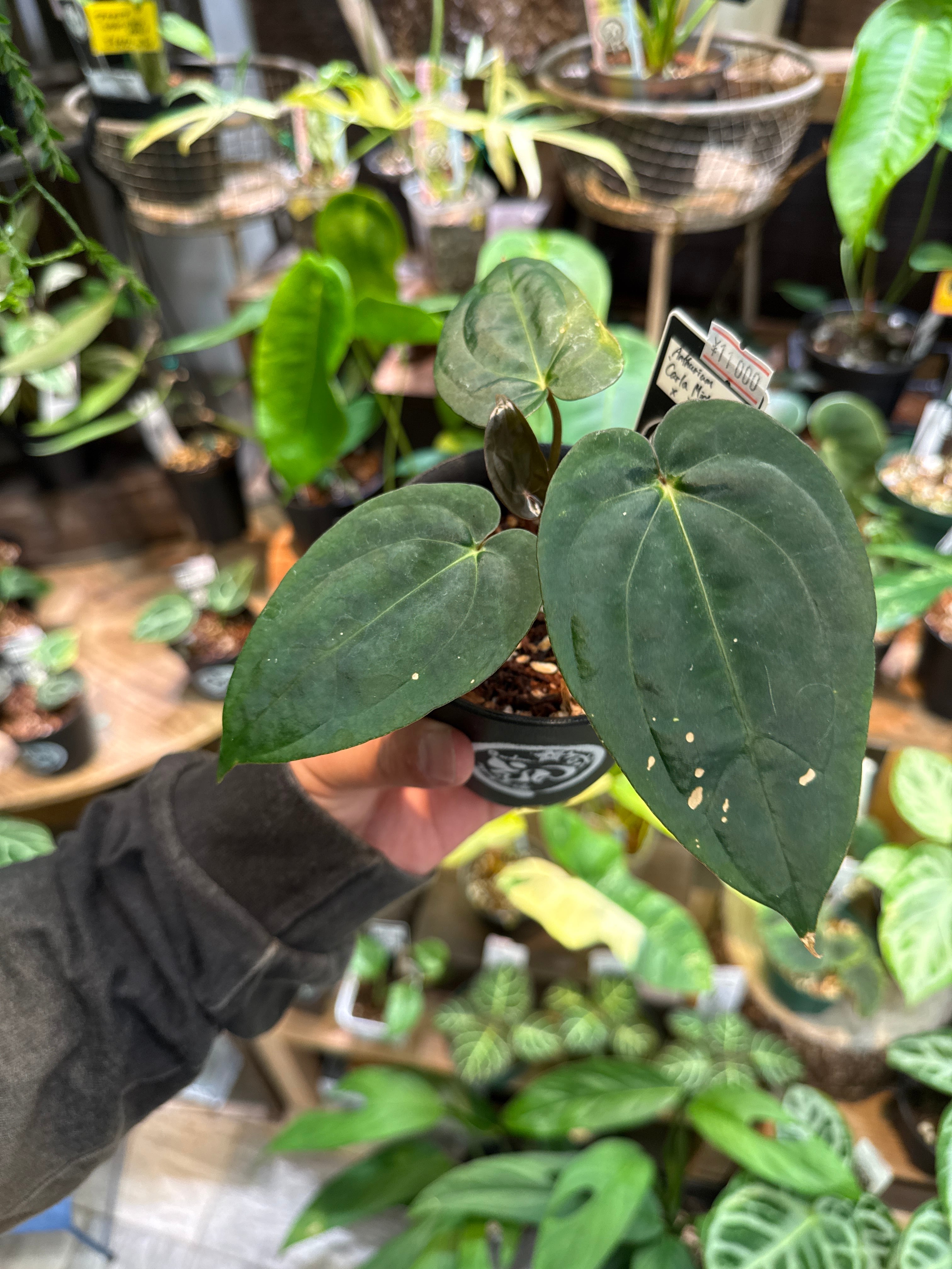 アロカシア ヘテロフィラ 'metallic blue' | Gardenえん 【観葉熱帯植物】