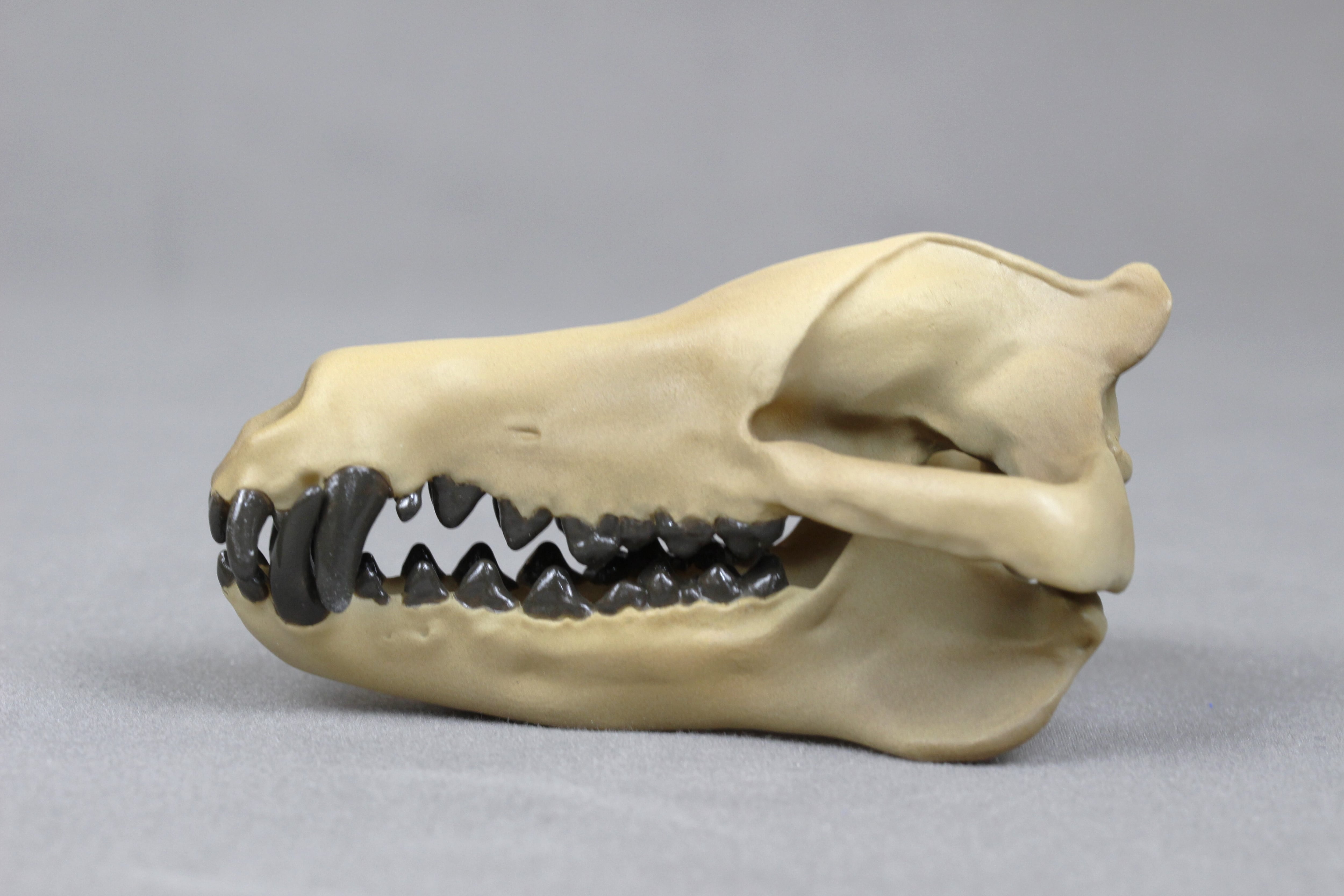 アフリカ便！高品質　ボリビアリスザル 頭骨 アフリカ便！高品質 ボリビアリスザル 頭骨 即納☆アフリカ便！高品質