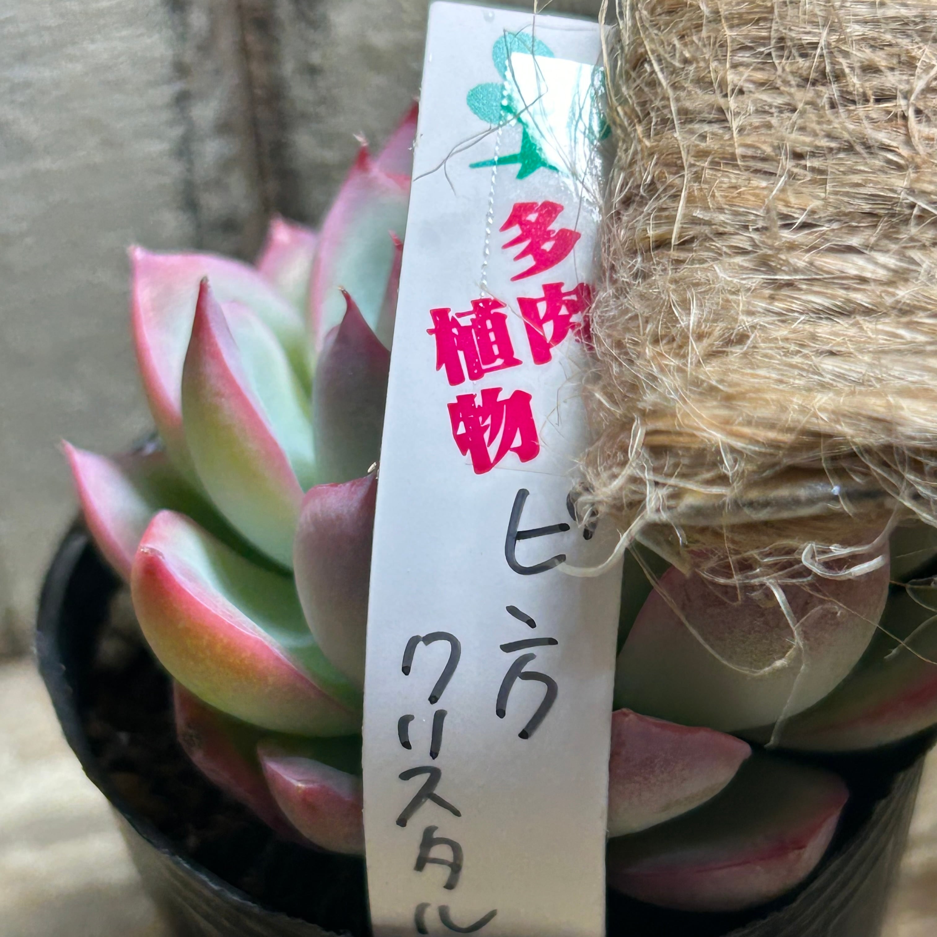 ピンククリスタルローズ | RuPo 多肉植物専門店