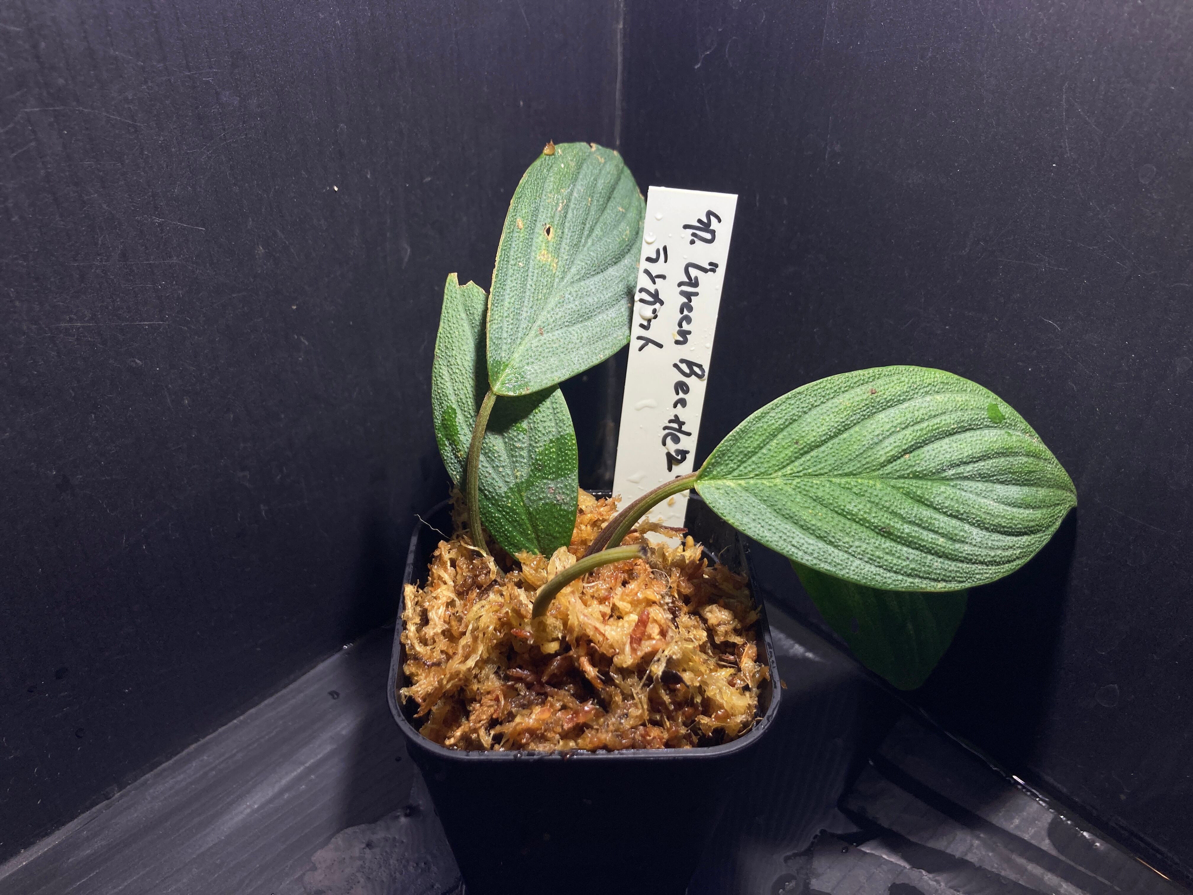 Homalomena sp. 