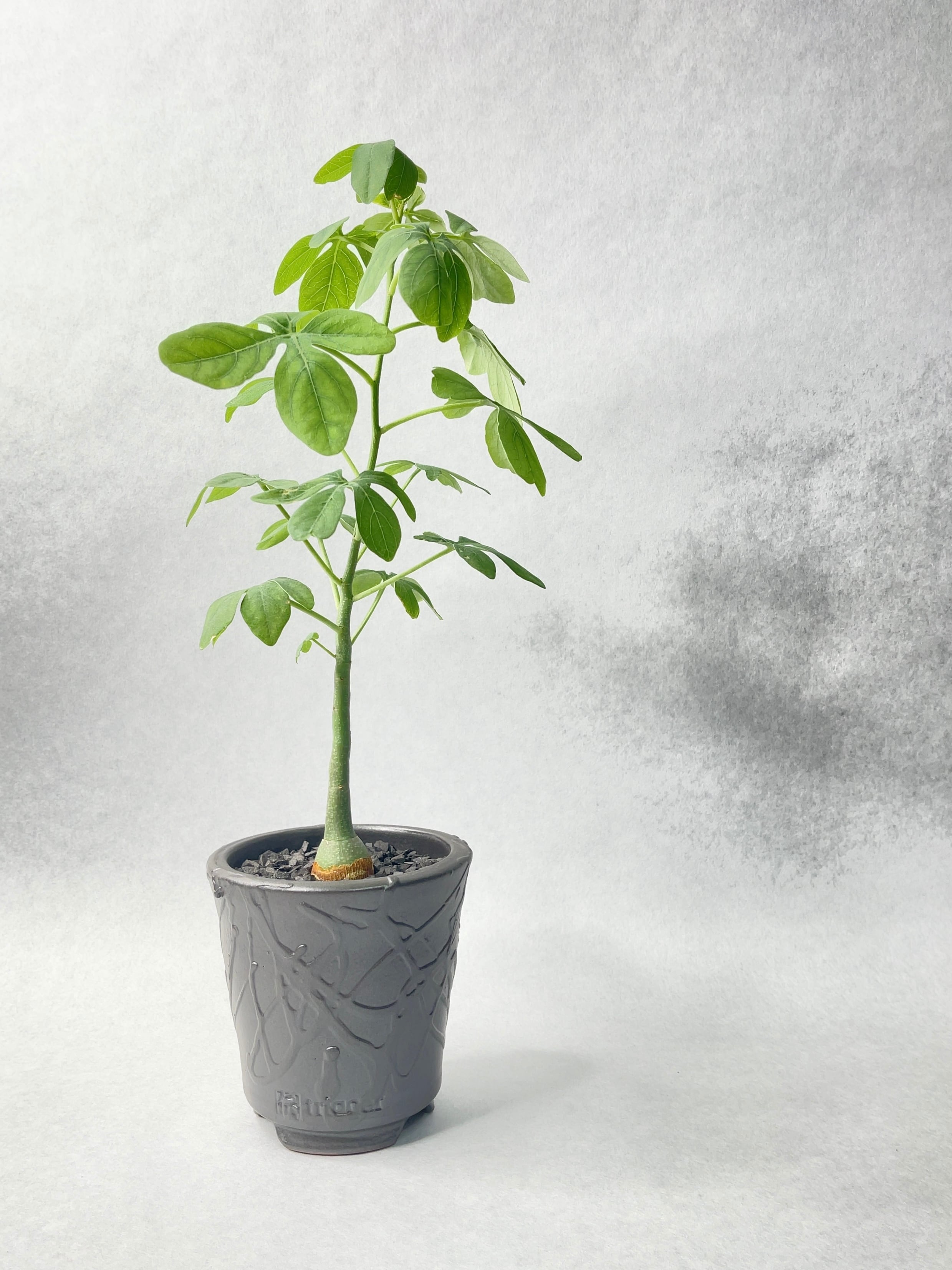 アデニア・グラウカ | trigger