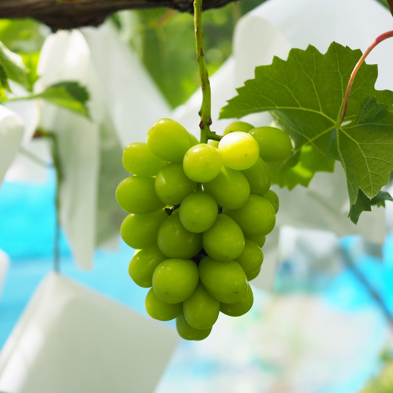 週末限定特価！シャインマスカット8房1ケース 楽天市場】【 あす楽 即日発送 指定日OK】 ギフト シャイン