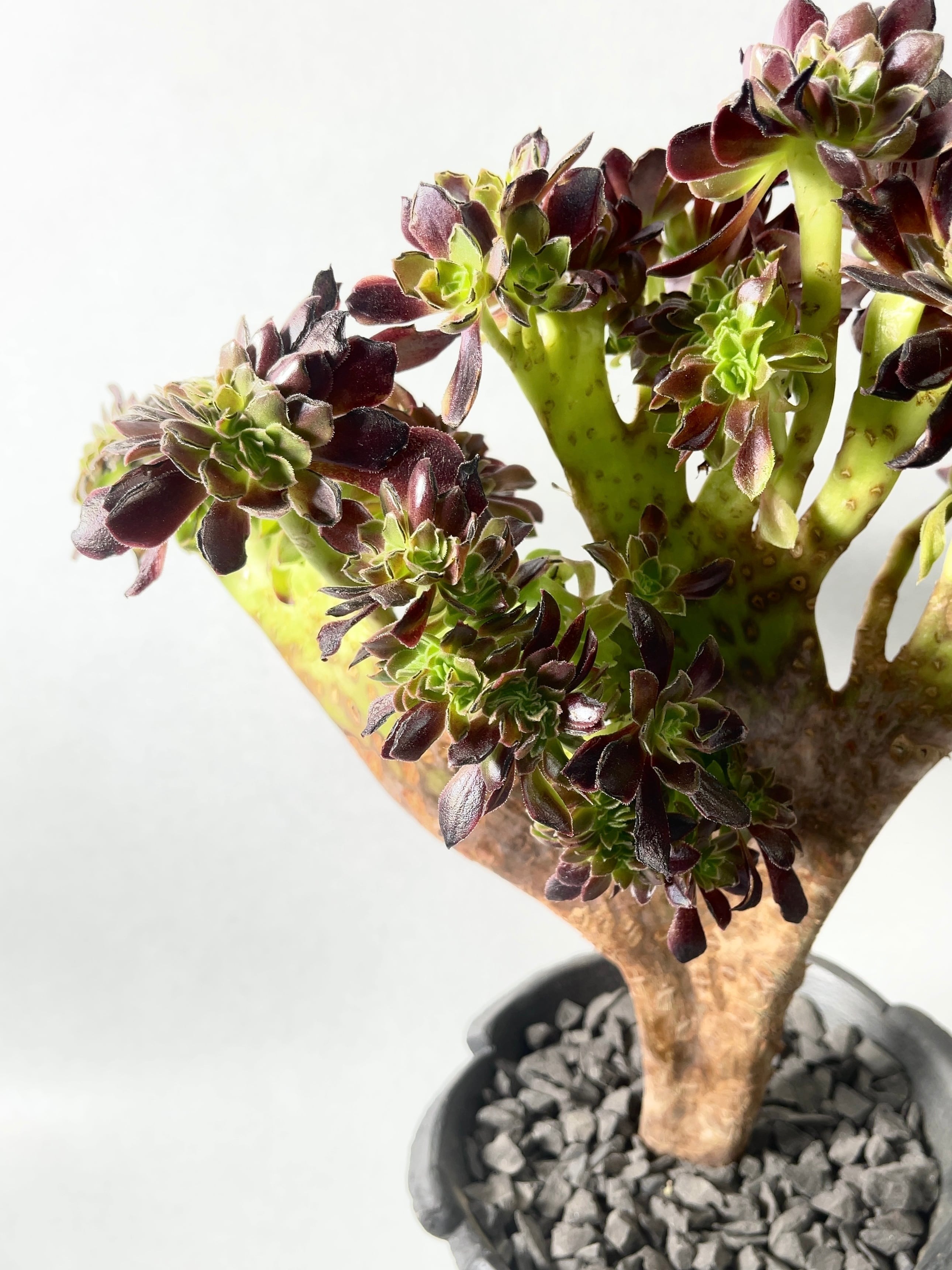 アエオニウム・スーパーバン綴化 | trigger