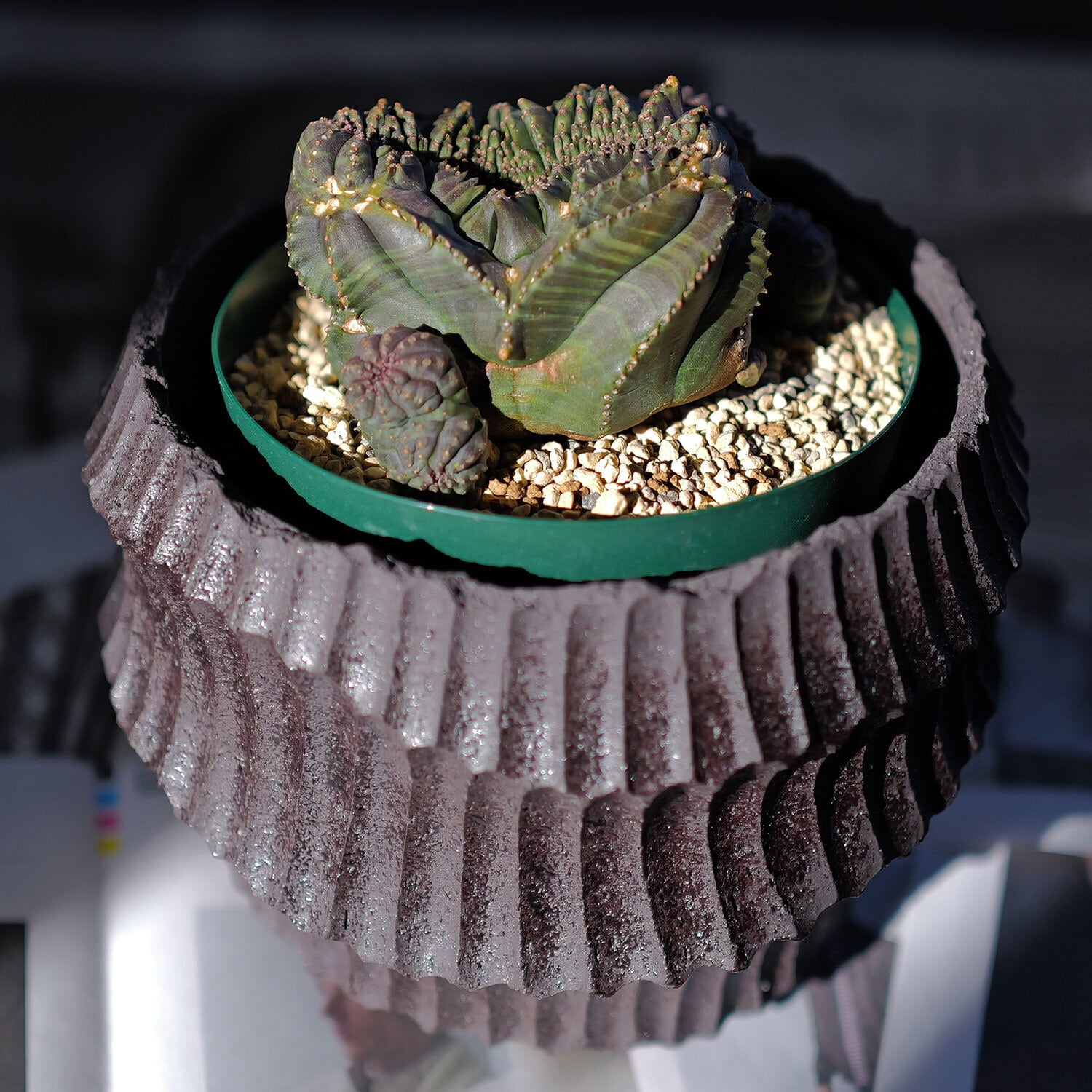 超厳選株】大株 親株 最大幅約 8cm 仔吹き 円扇綴化 オベサ