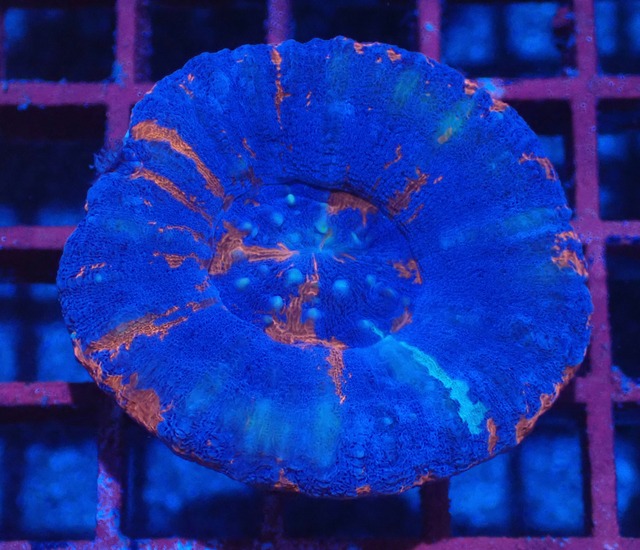 Scolymia Superman 2