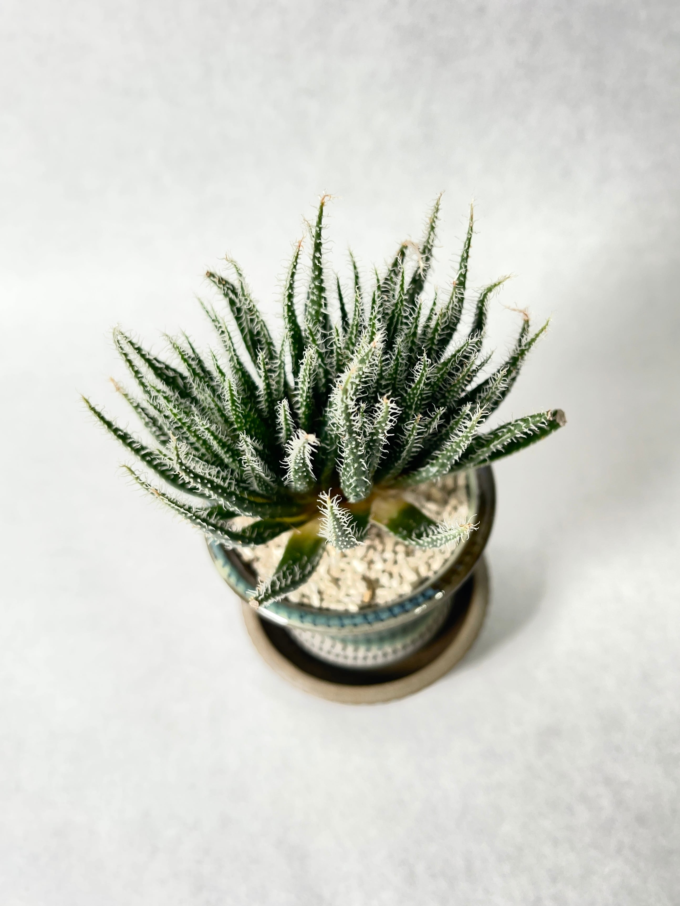 アロエ・ハオルチオイデス | trigger