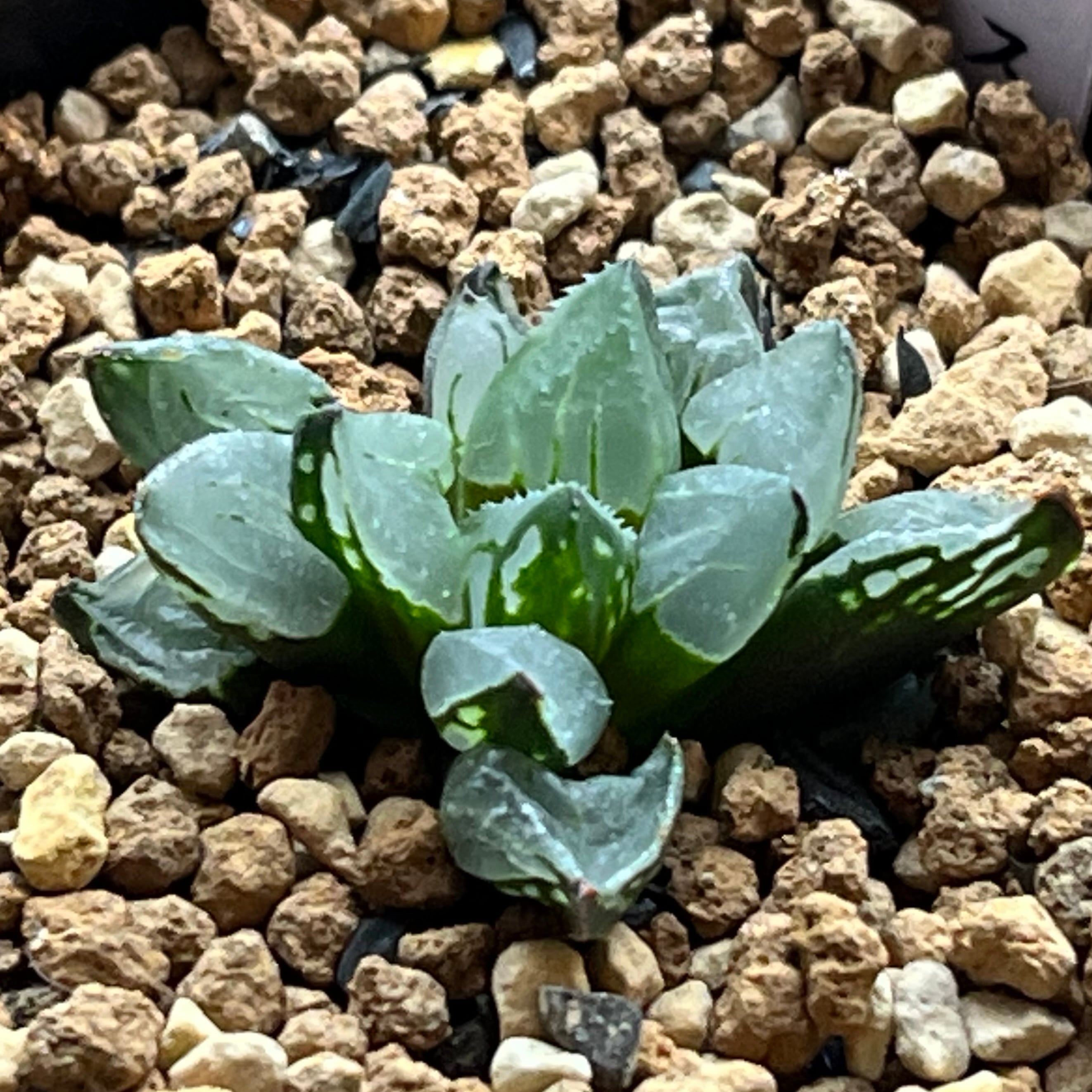 ハオルチア オブツーサ錦 竜珠 糊斑 | mocono_plants