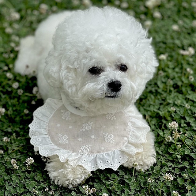 予約【curum】ラウンドレースケープ　予約販売