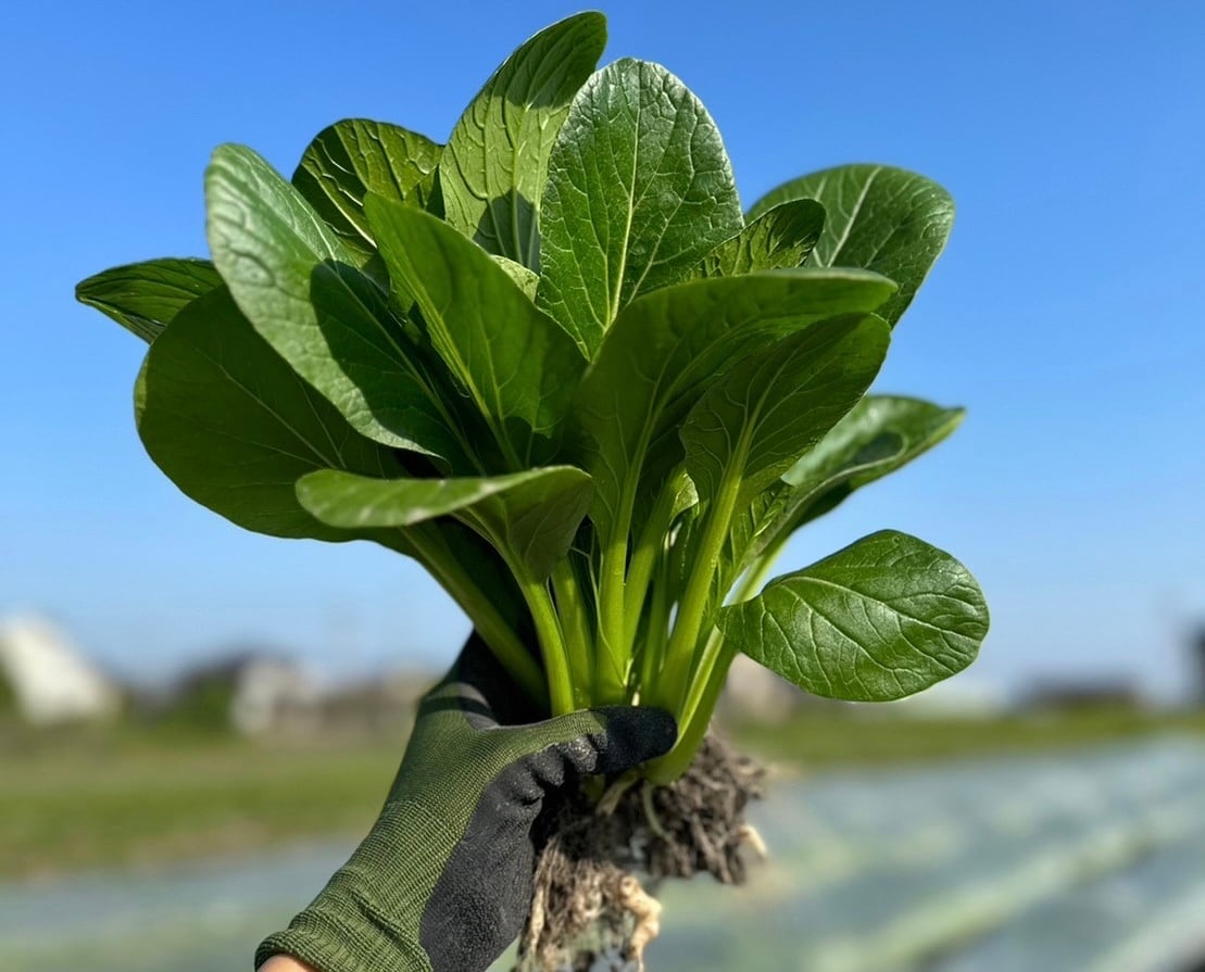 農薬不使用！有機小松菜(1kg)