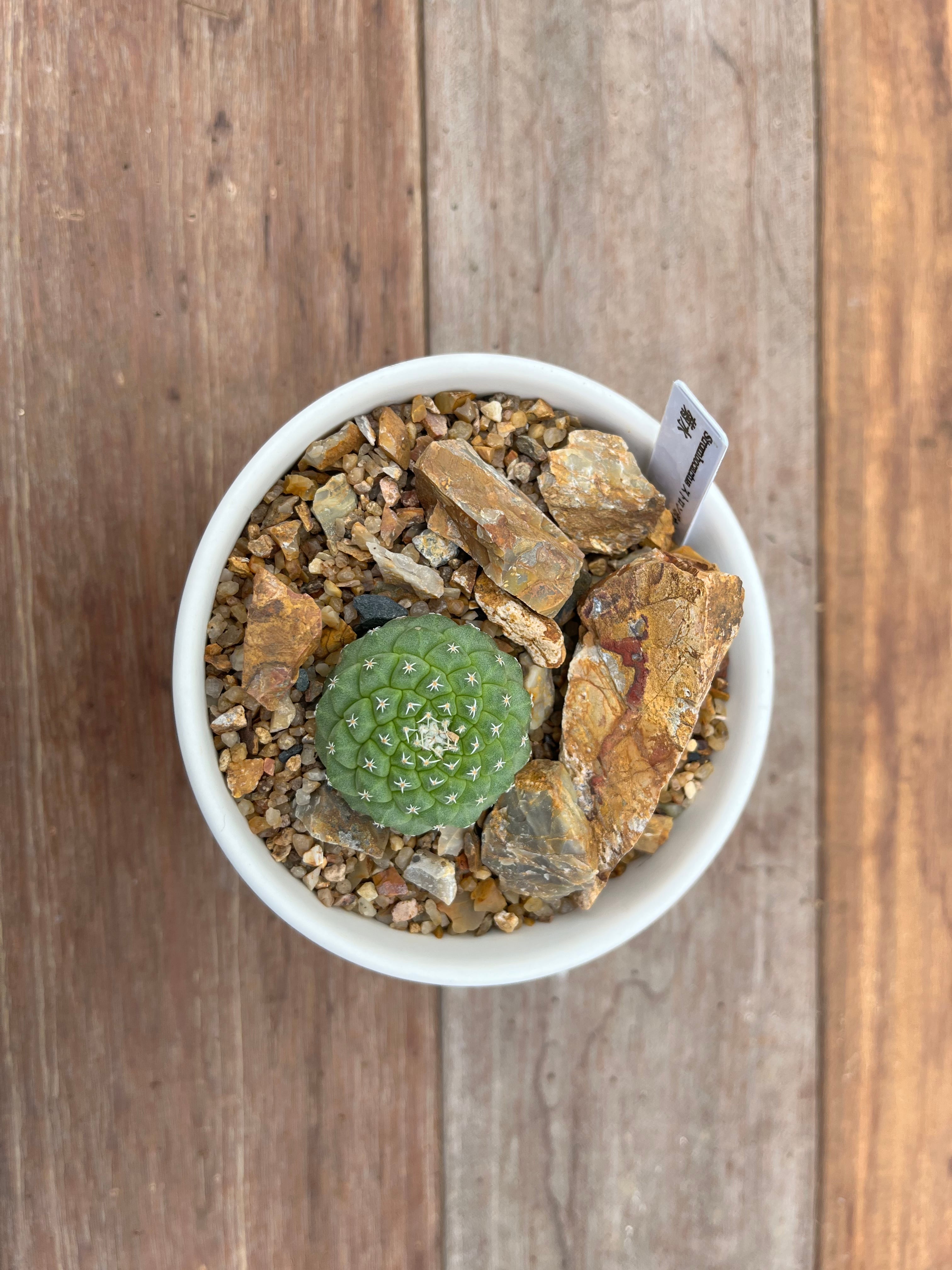 68 ストロンボカクタス 菊水 サボテン 多肉植物