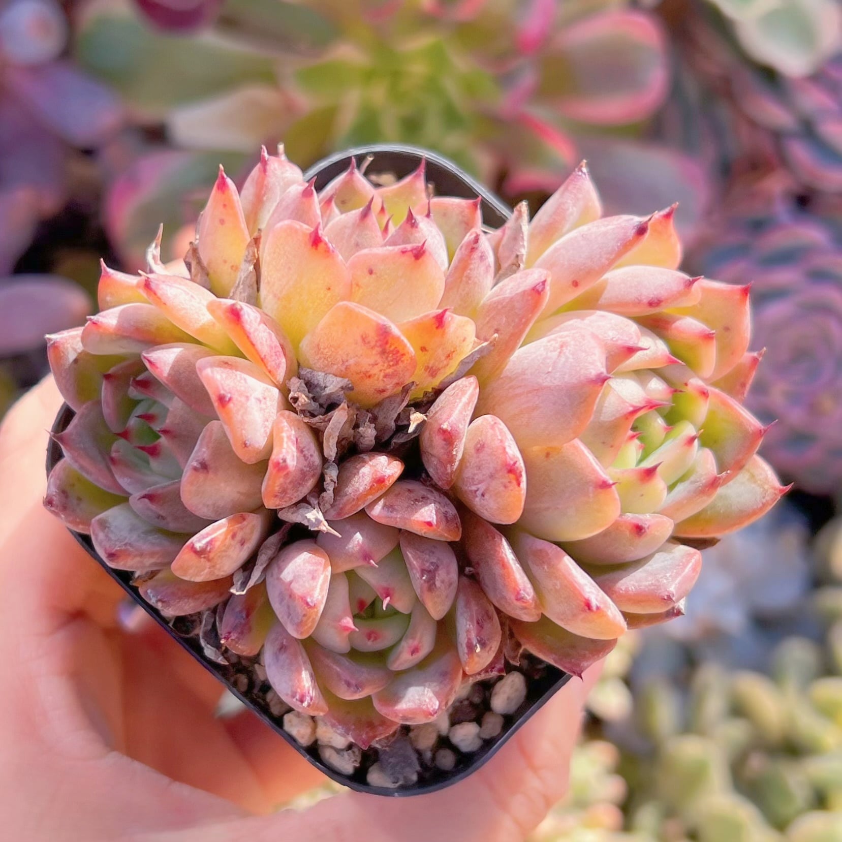 現品　アンジェラ#320　るる農園