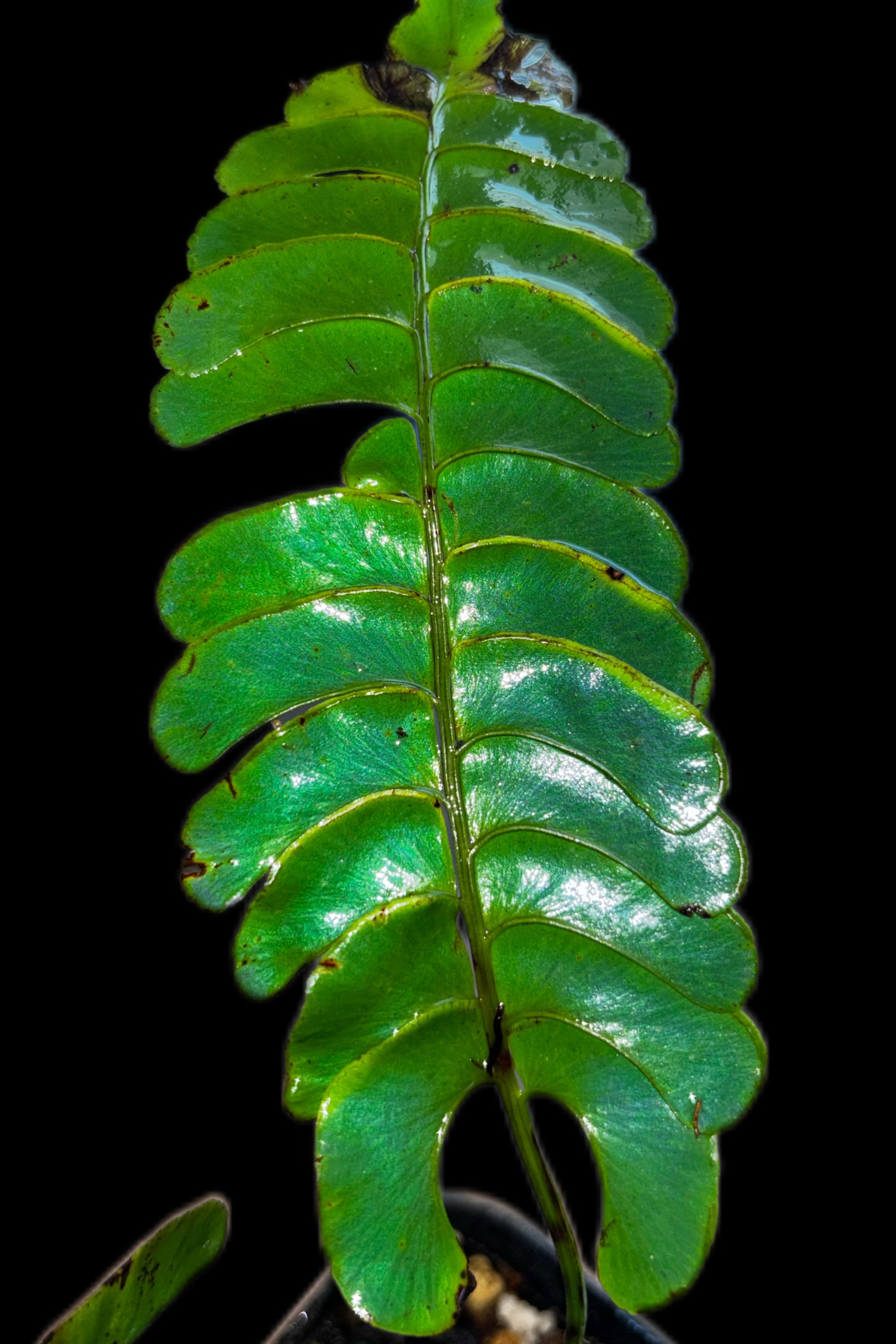 青光シダ｜Lindsaea doryphora Kapuas Hulu【SV】 | SCALE_VIVARIUM