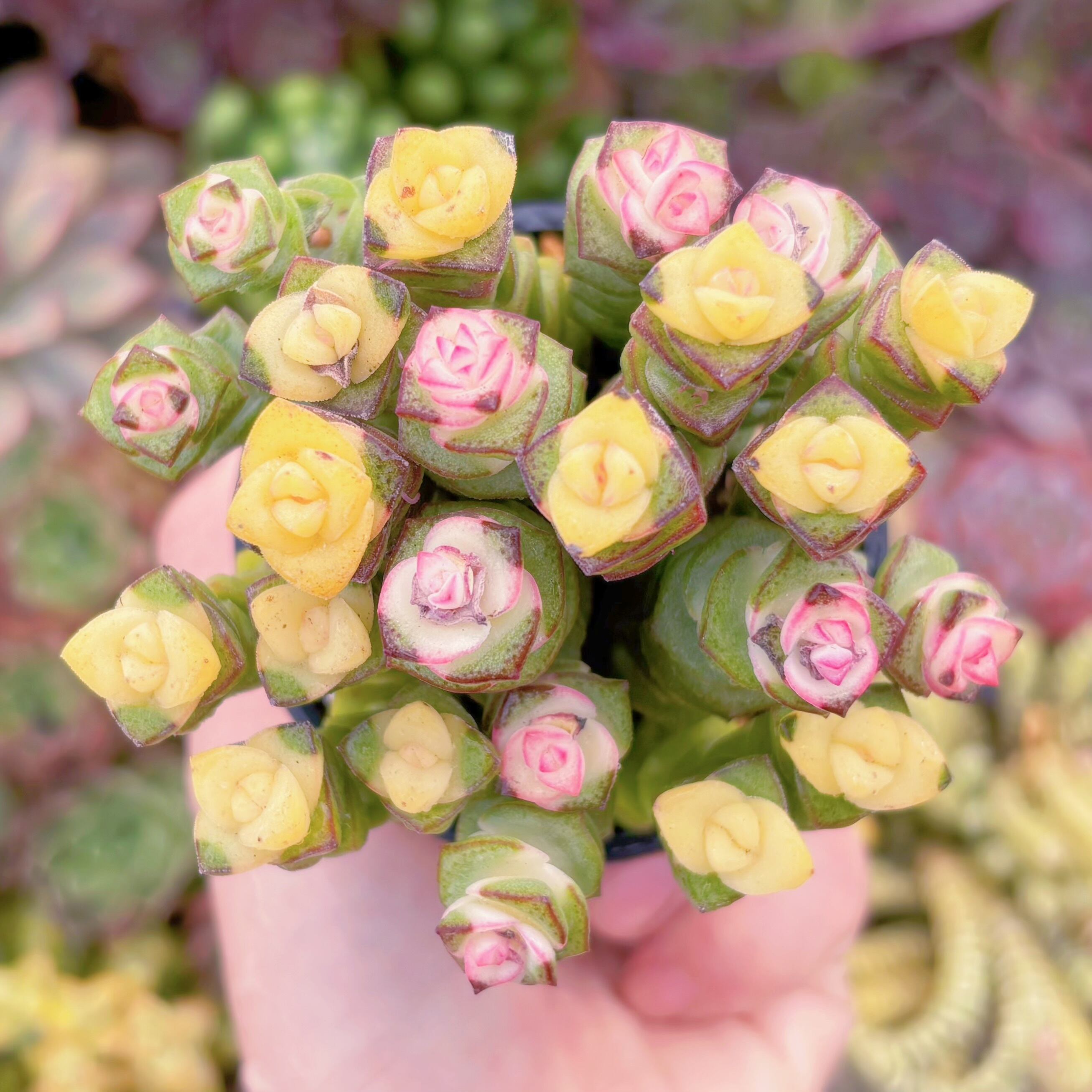 現品　ファンタジー錦#933　るる農園