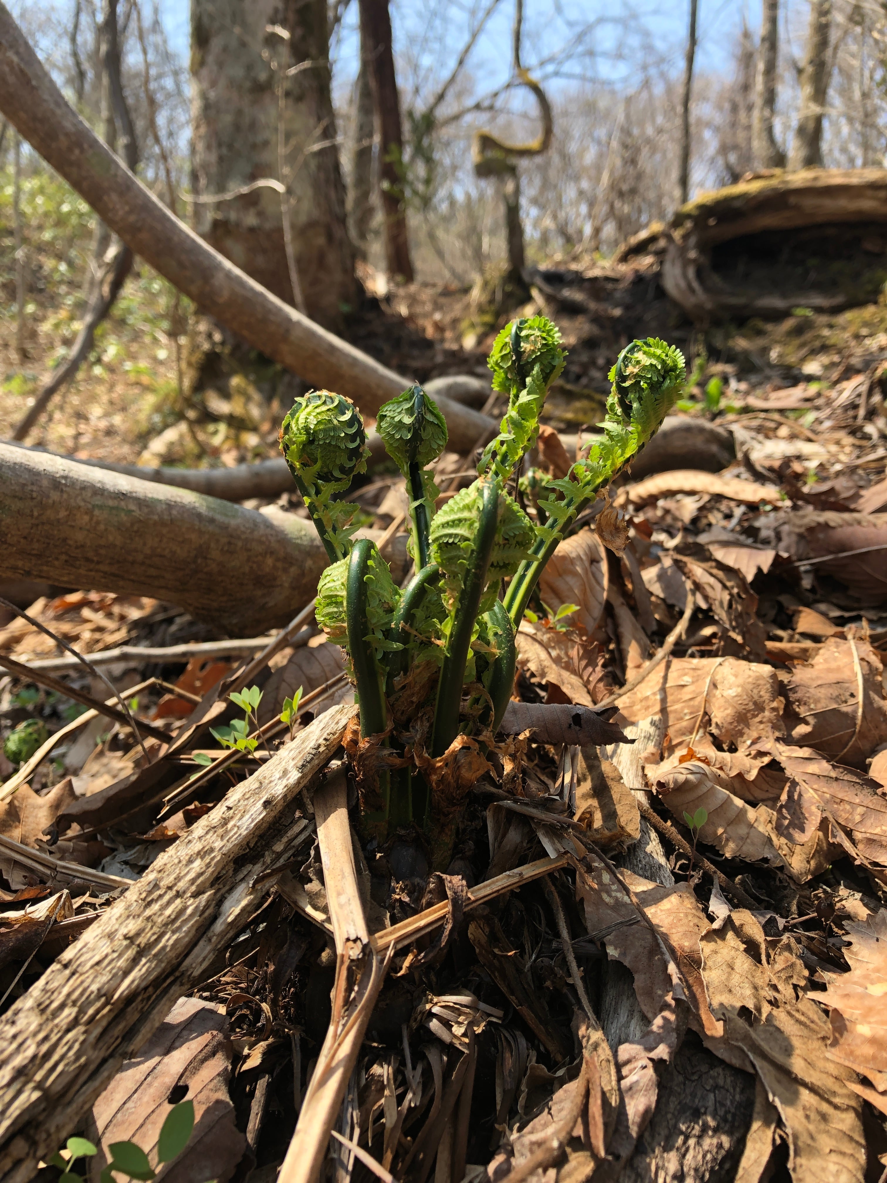 山菜 こごみ 300g | yama_no_megumi 